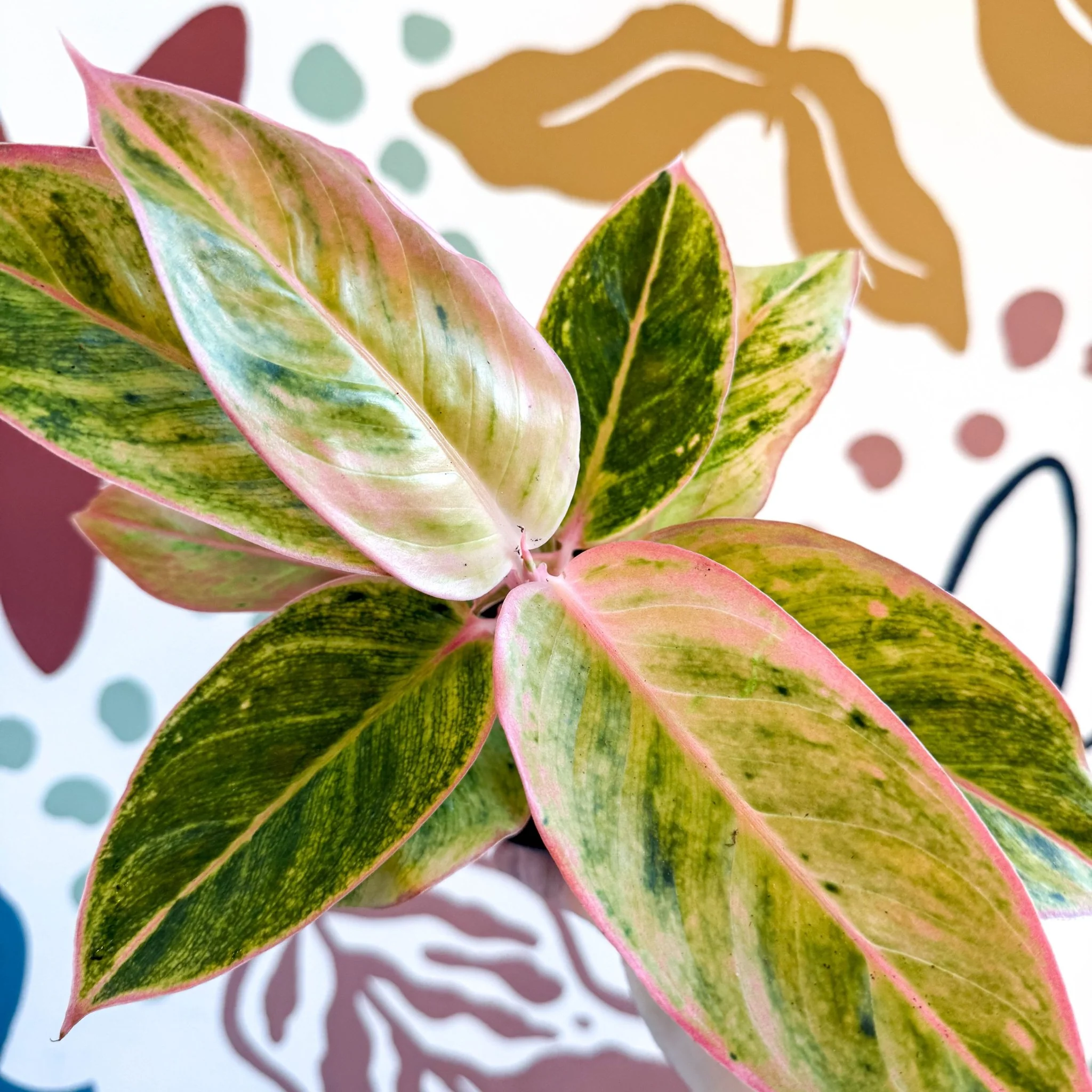 Aglaonema 'Salmon Fantasy' - Chinese Evergreen - Image 14