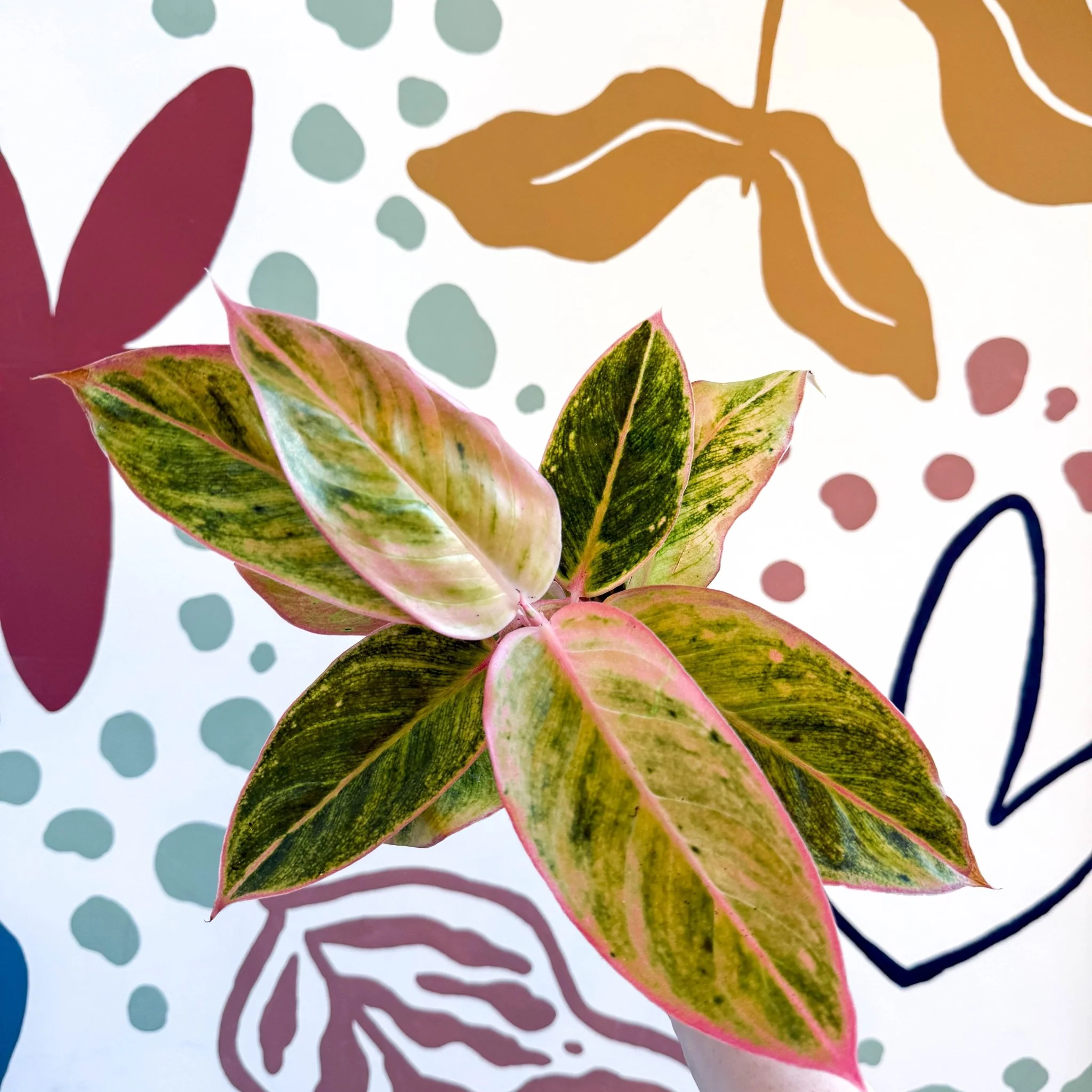 Aglaonema 'Salmon Fantasy' - Chinese Evergreen - Image 2