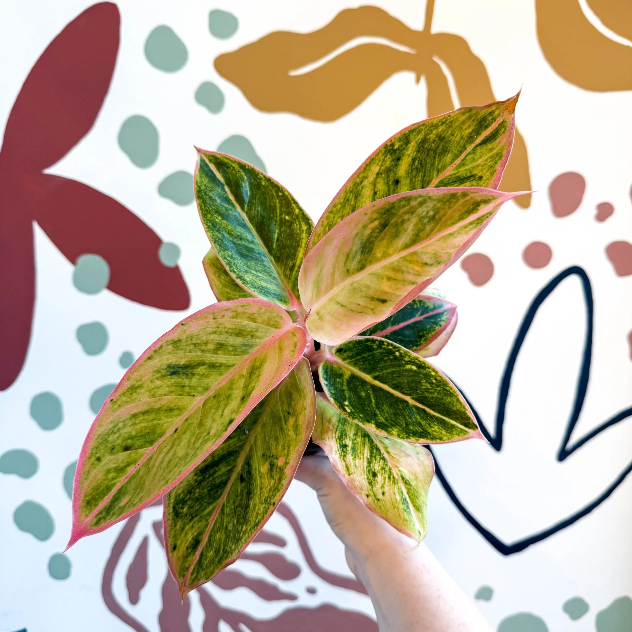 Aglaonema 'Salmon Fantasy' - Chinese Evergreen - Image 4