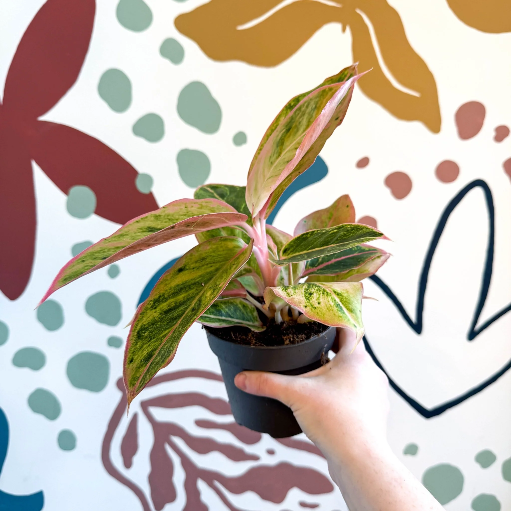 Aglaonema 'Salmon Fantasy' - Chinese Evergreen - Image 5