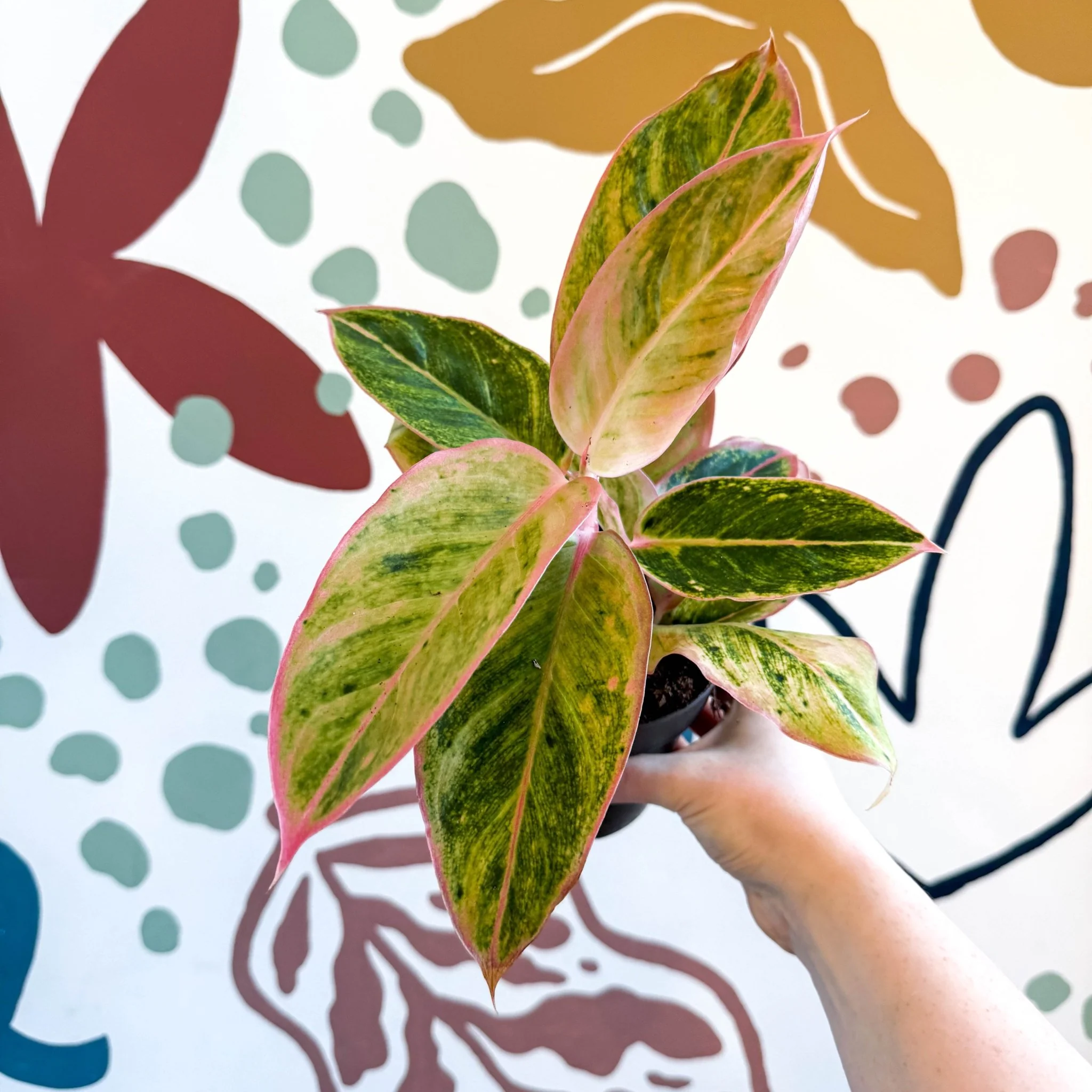 Aglaonema 'Salmon Fantasy' - Chinese Evergreen - Image 6