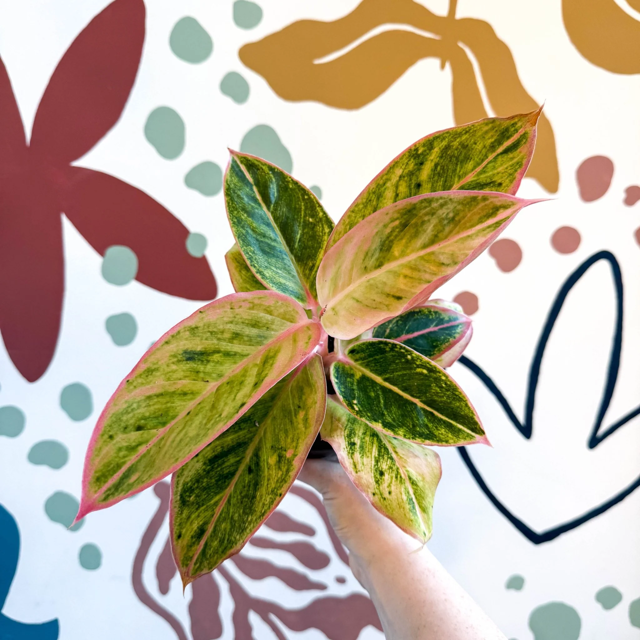 Aglaonema 'Salmon Fantasy' - Chinese Evergreen - Image 7
