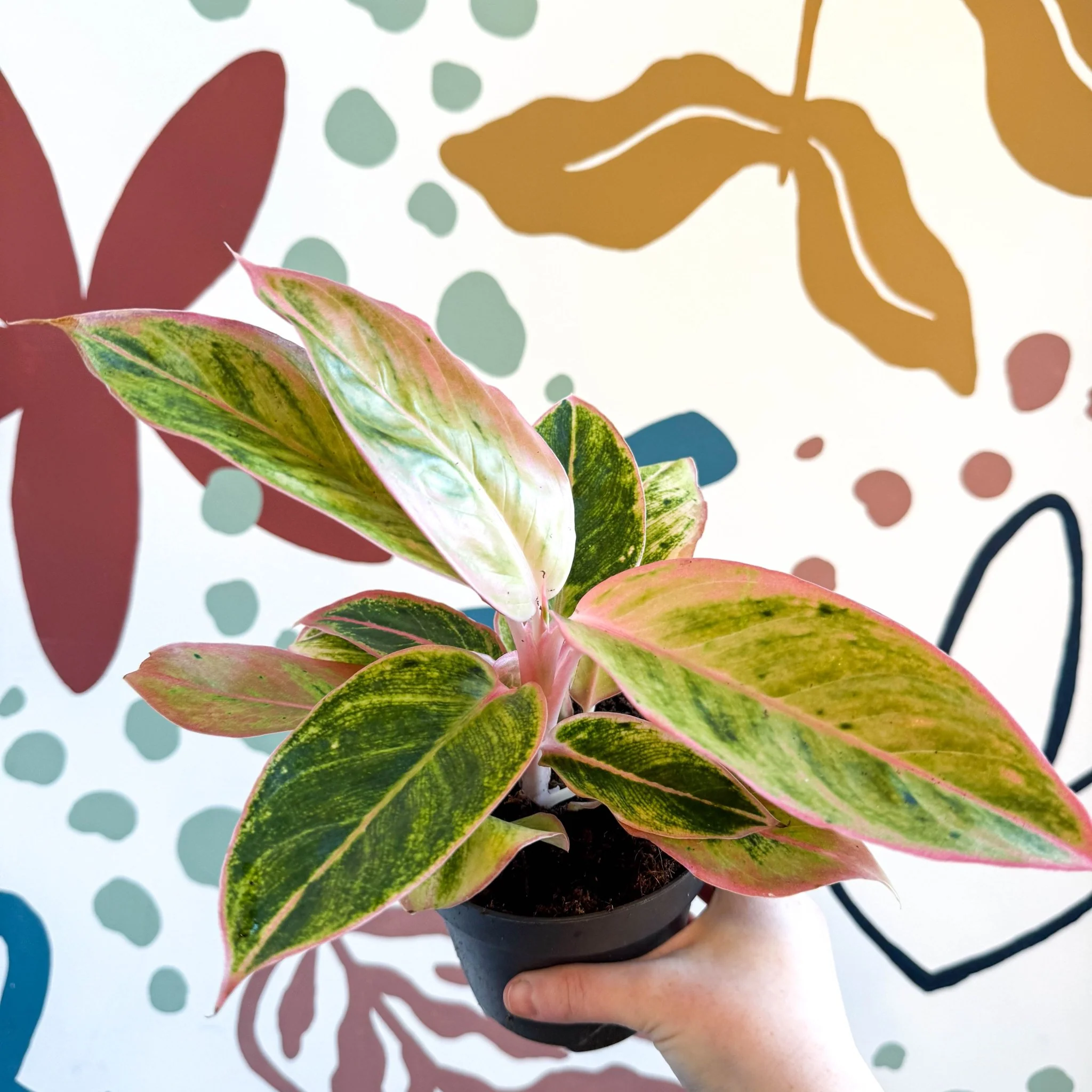 Aglaonema 'Salmon Fantasy' - Chinese Evergreen - Image 8