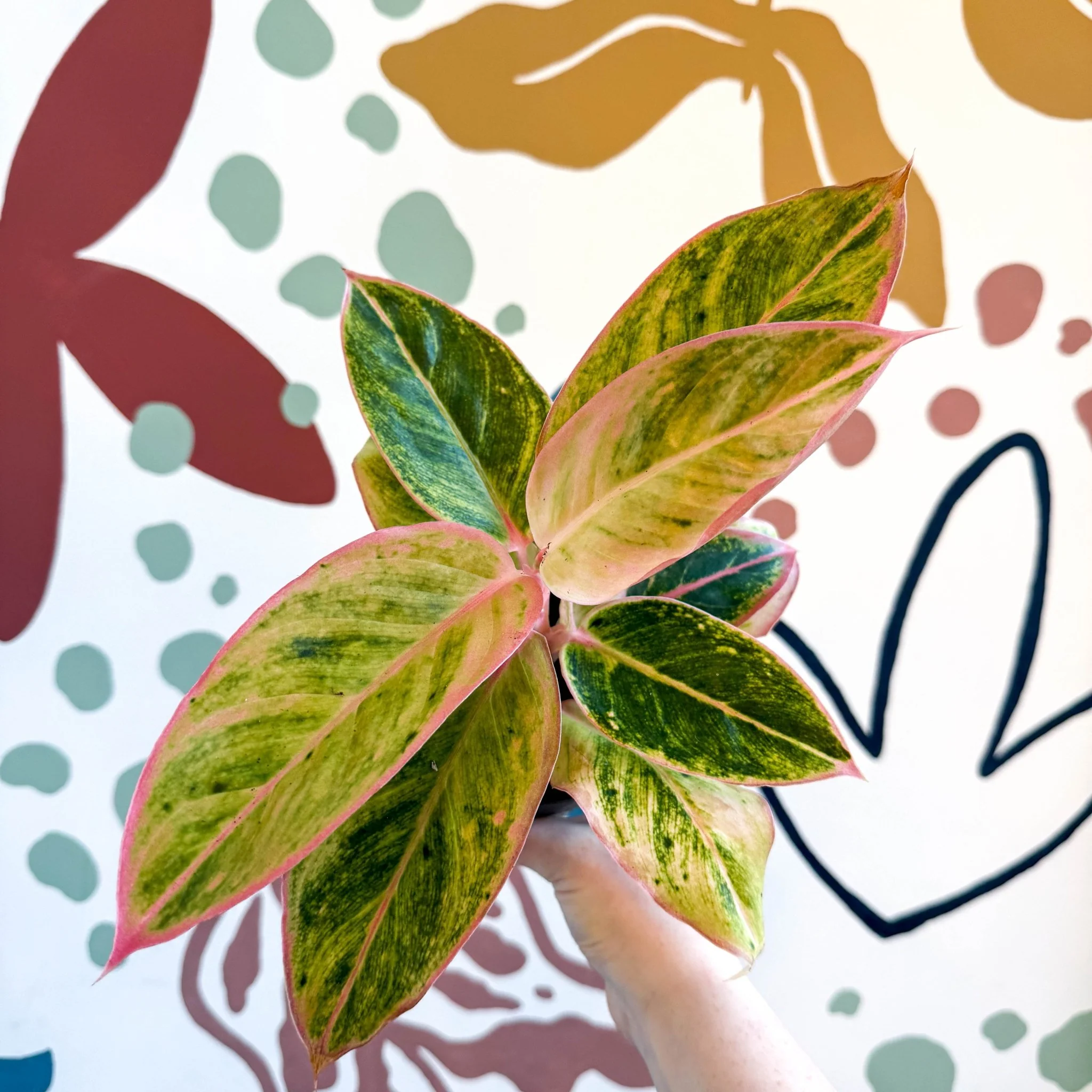 Aglaonema 'Salmon Fantasy' - Chinese Evergreen - Image 9