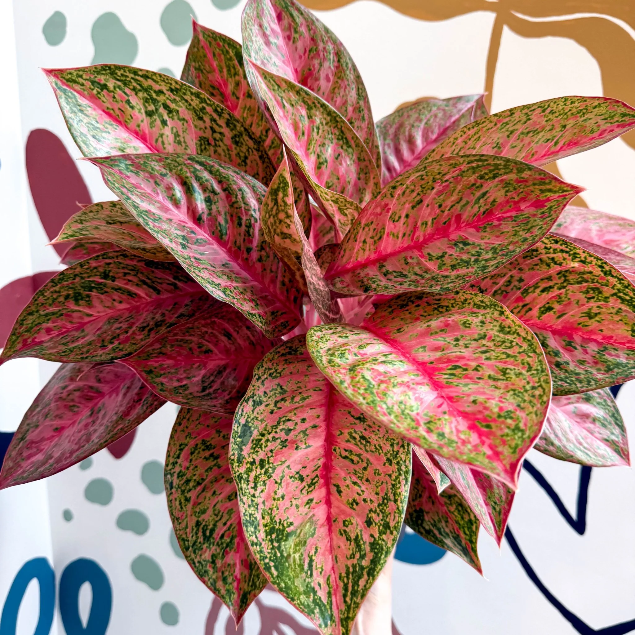 Aglaonema 'Samba Red' - Chinese Evergreen