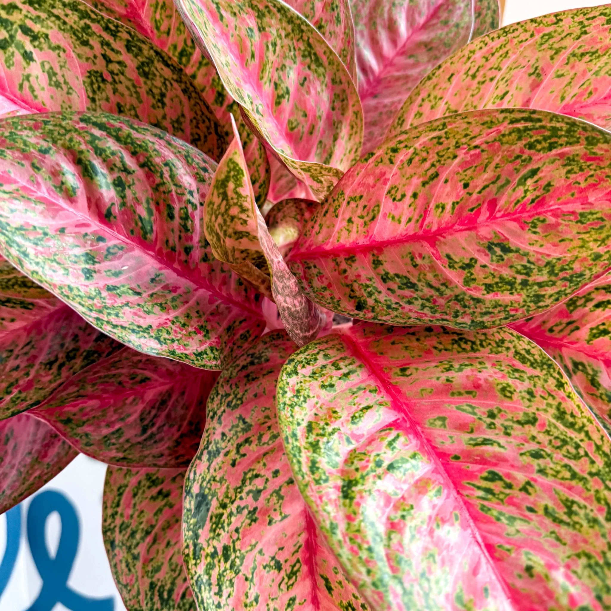 Aglaonema 'Samba Red' - Chinese Evergreen - Image 2