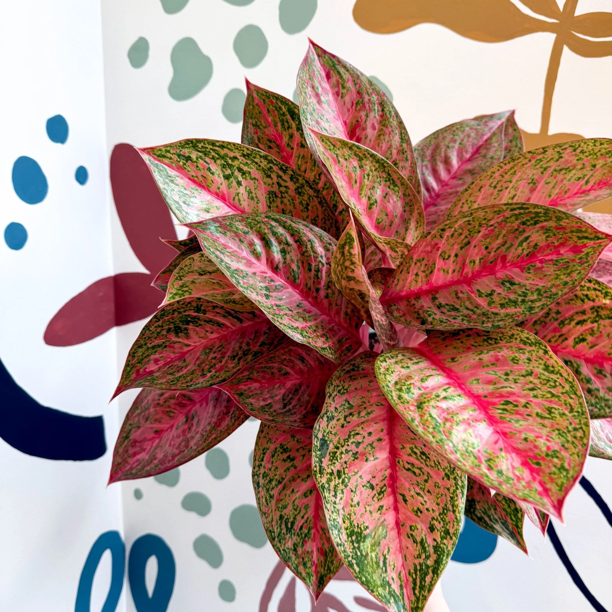 Aglaonema 'Samba Red' - Chinese Evergreen - Image 3