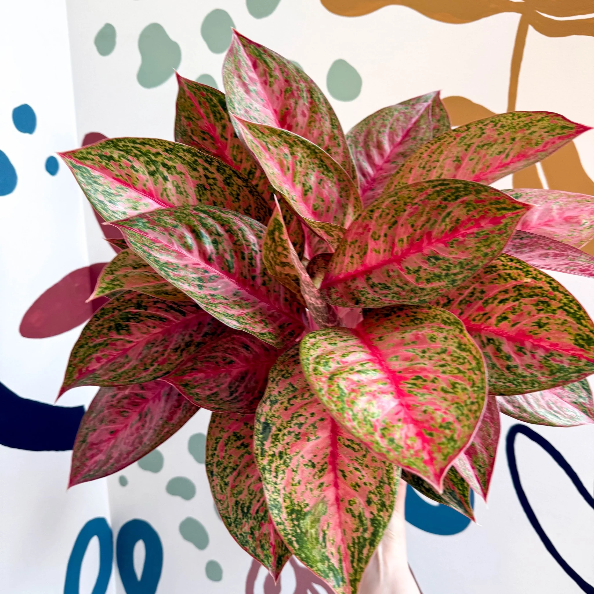 Aglaonema 'Samba Red' - Chinese Evergreen - Image 4