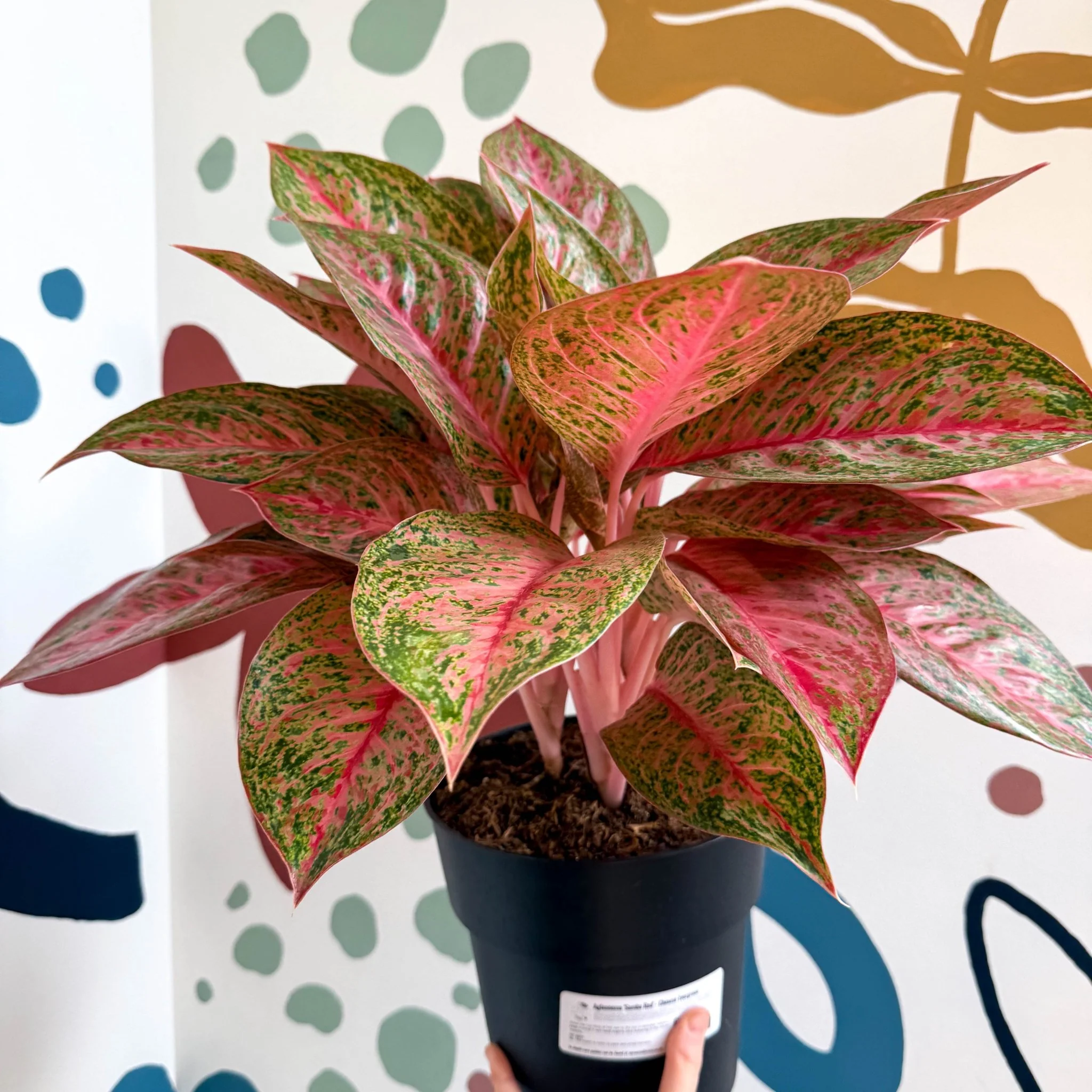 Aglaonema 'Samba Red' - Chinese Evergreen - Image 5