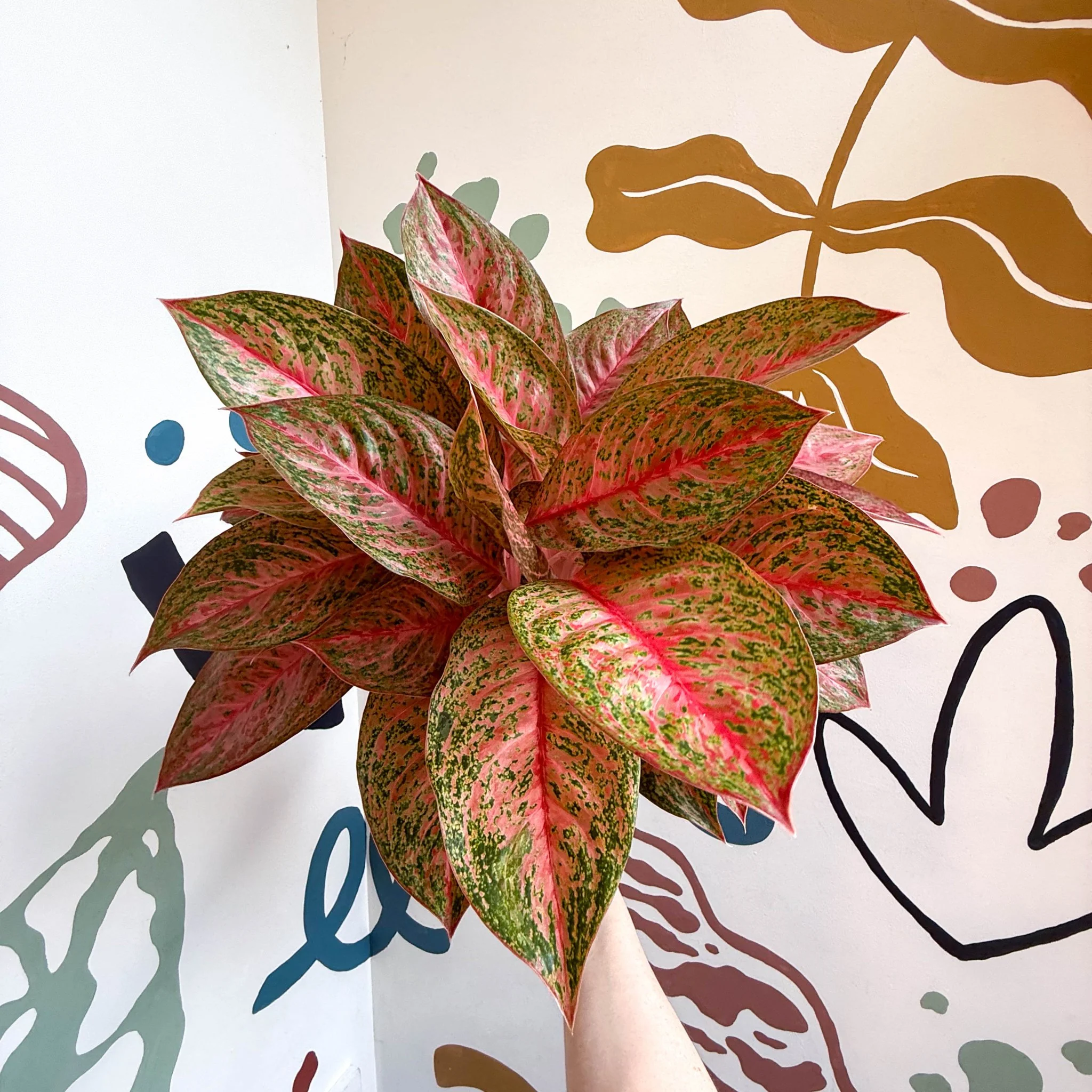Aglaonema 'Samba Red' - Chinese Evergreen - Image 6