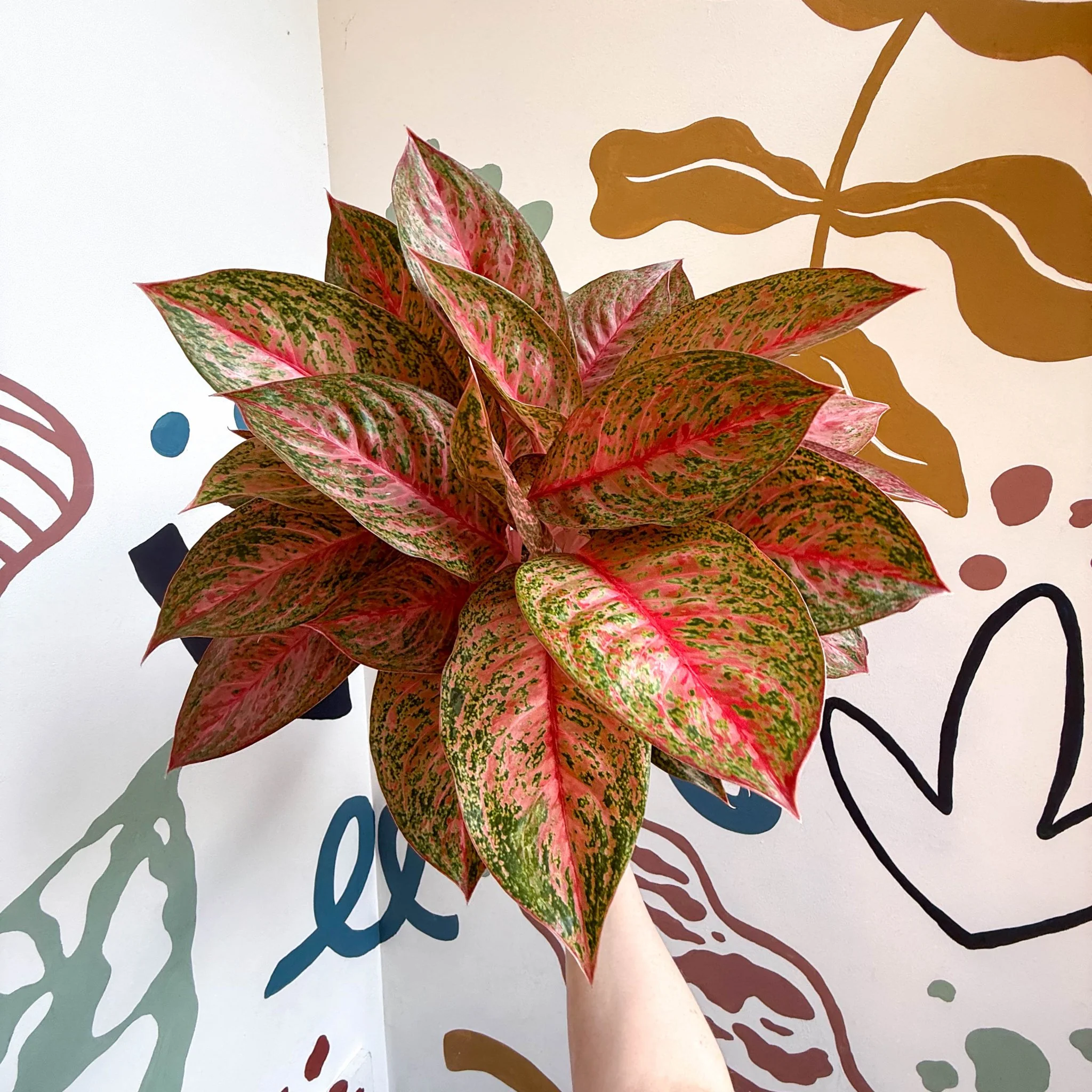 Aglaonema 'Samba Red' - Chinese Evergreen - Image 7