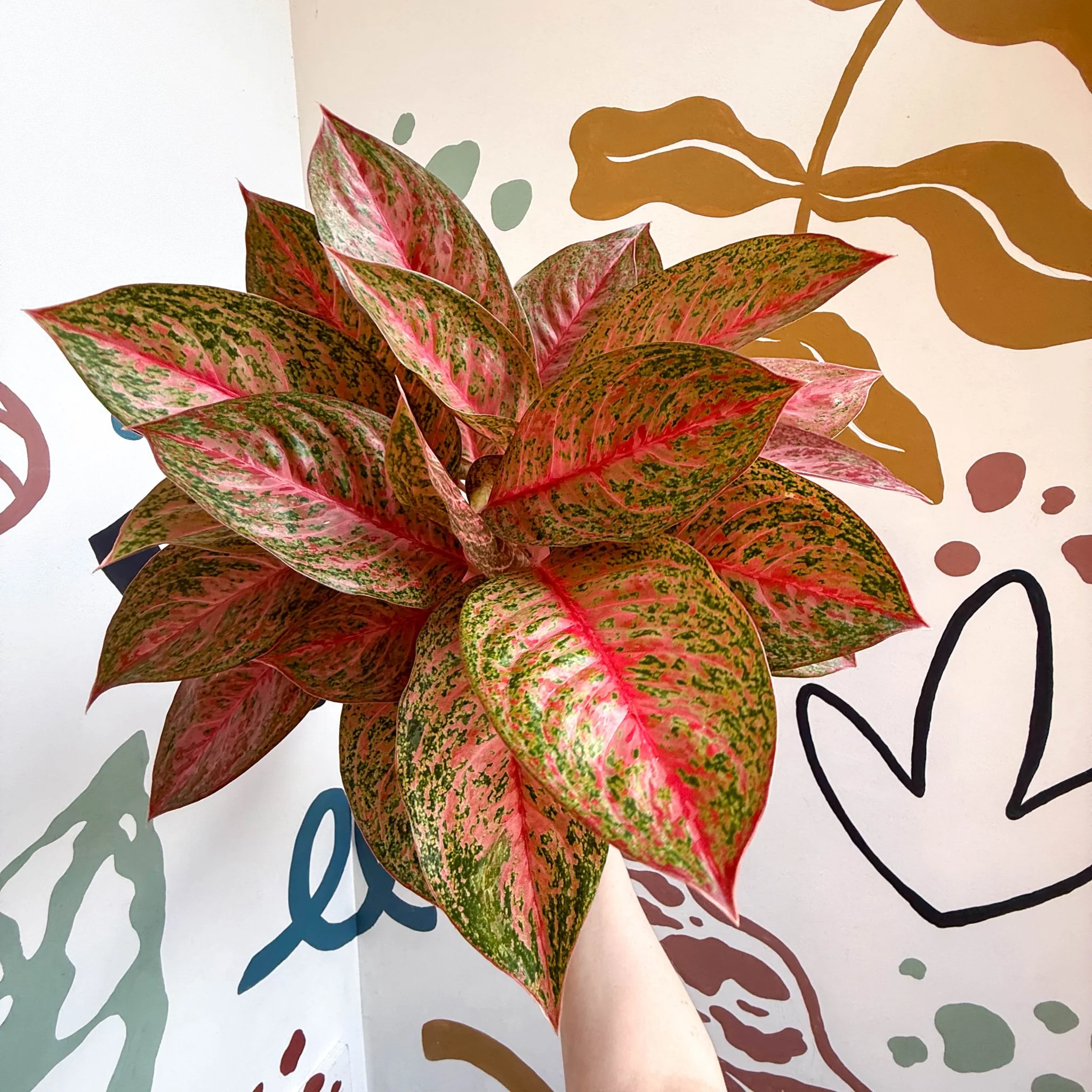 Aglaonema 'Samba Red' - Chinese Evergreen - Image 8