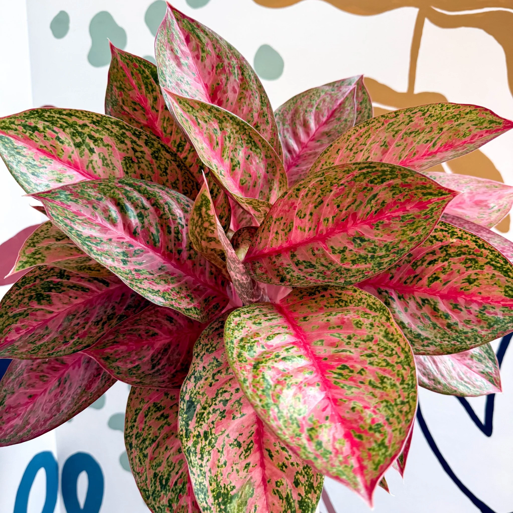 Aglaonema 'Samba Red' - Chinese Evergreen - Image 9