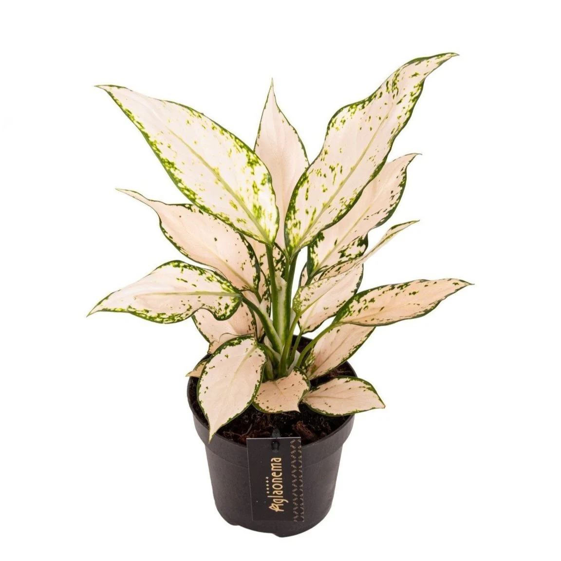 Aglaonema 'Vanilla Baby' - Chinese Evergreen