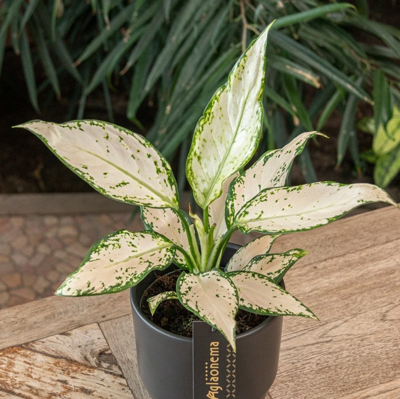 Aglaonema 'Vanilla Baby' - Chinese Evergreen - Image 2