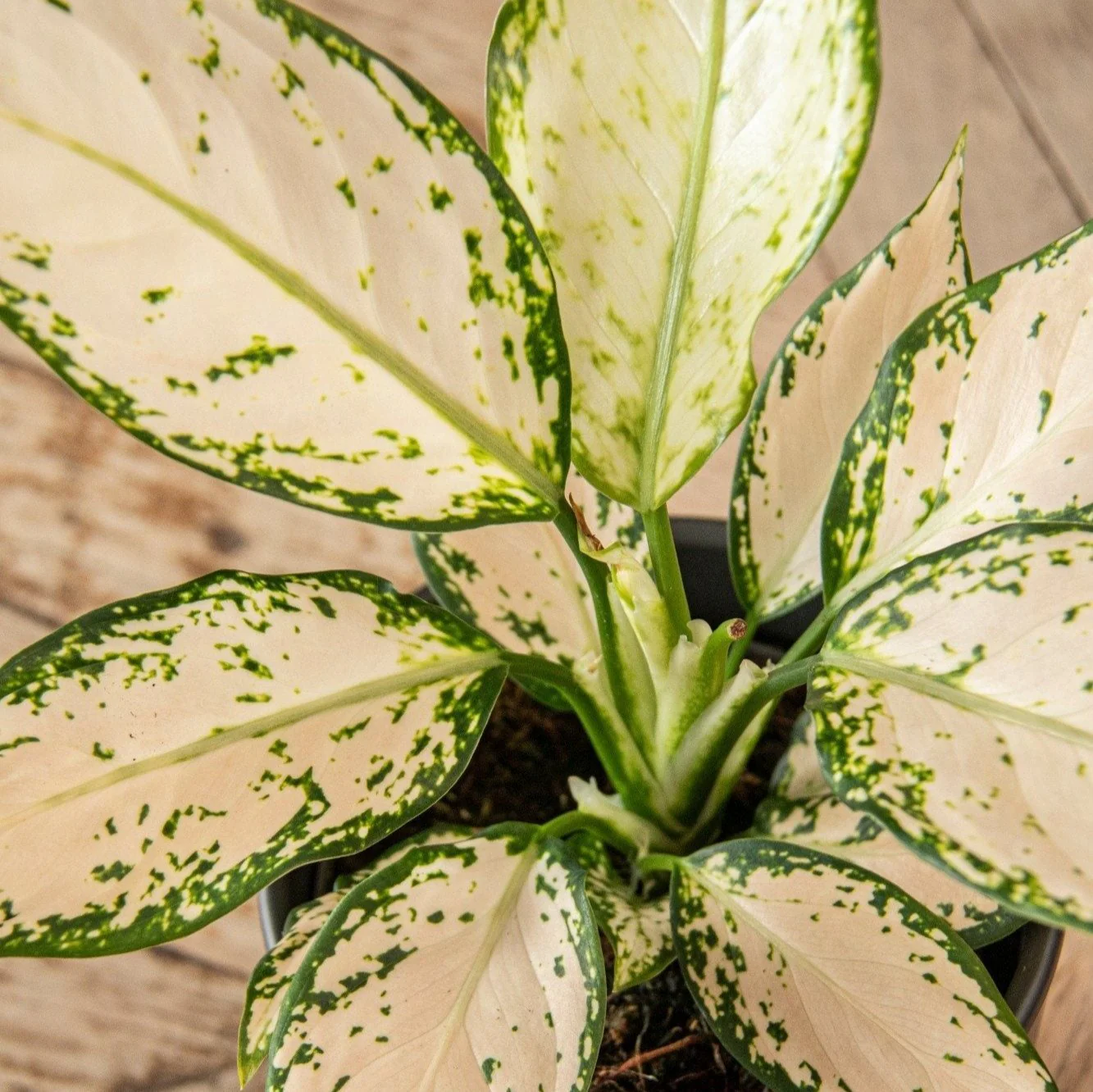 Aglaonema 'Vanilla Baby' - Chinese Evergreen - Image 3