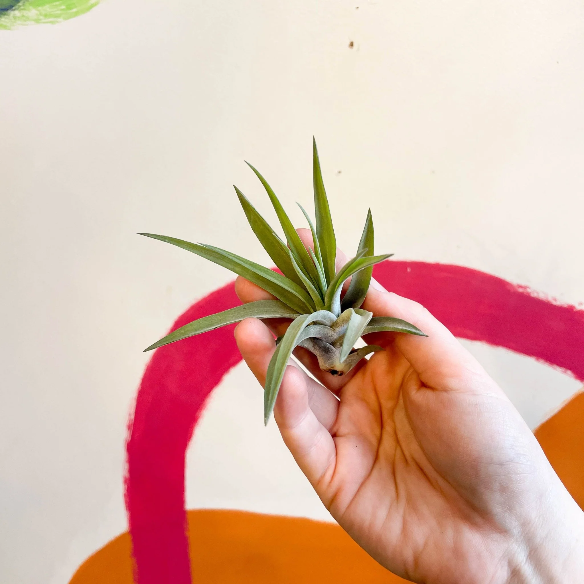 Tillandsia aeranthos - Air Plant