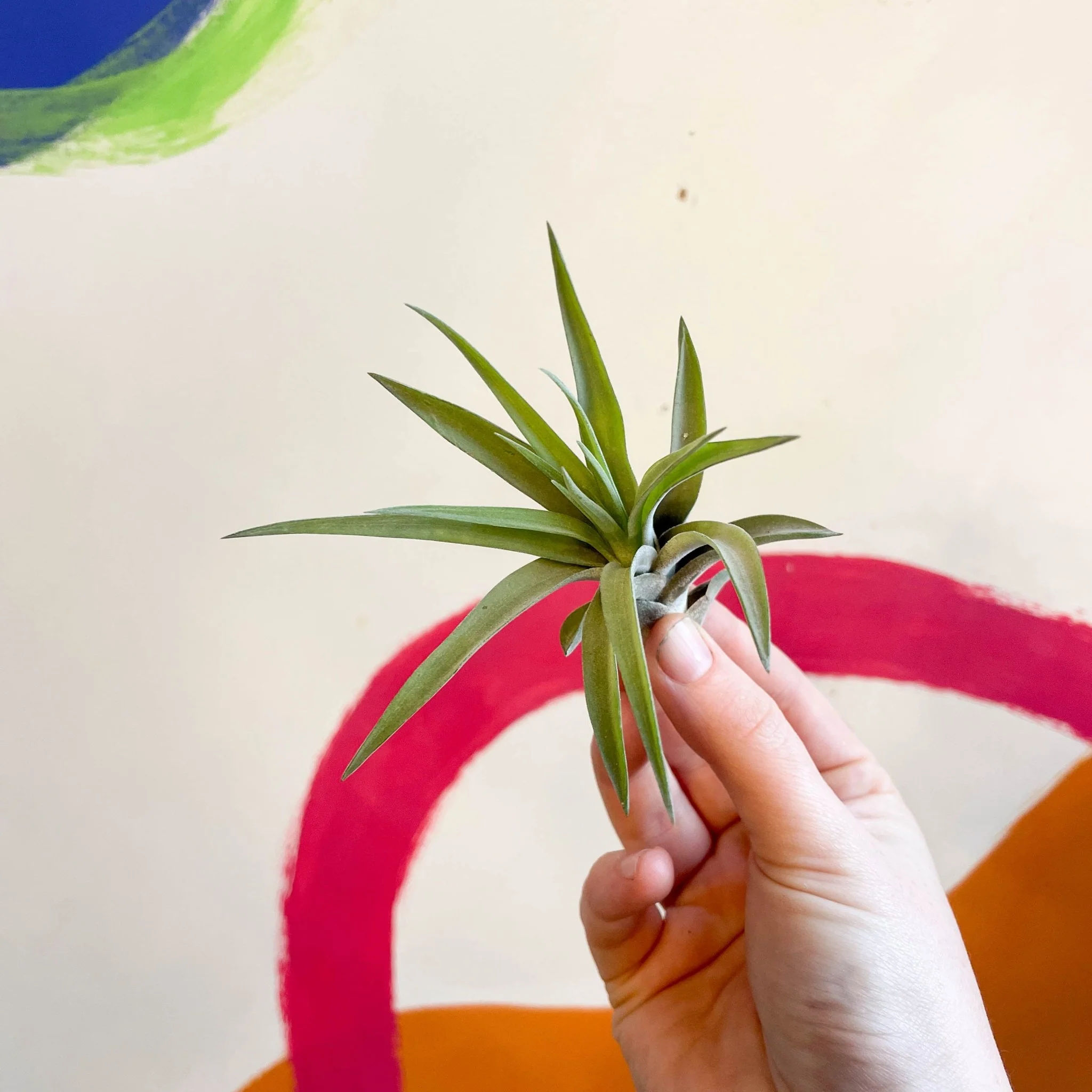 Tillandsia aeranthos - Air Plant - Image 2