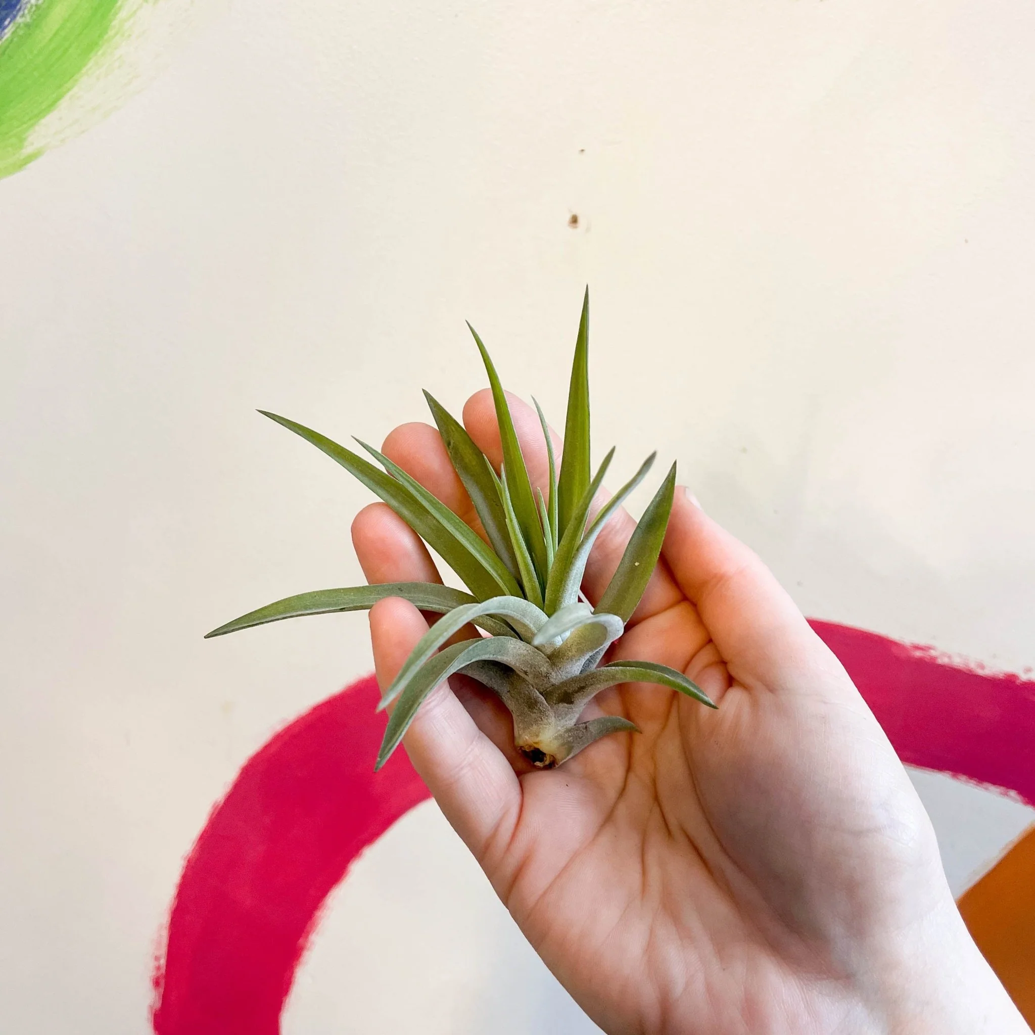 Tillandsia aeranthos - Air Plant - Image 3