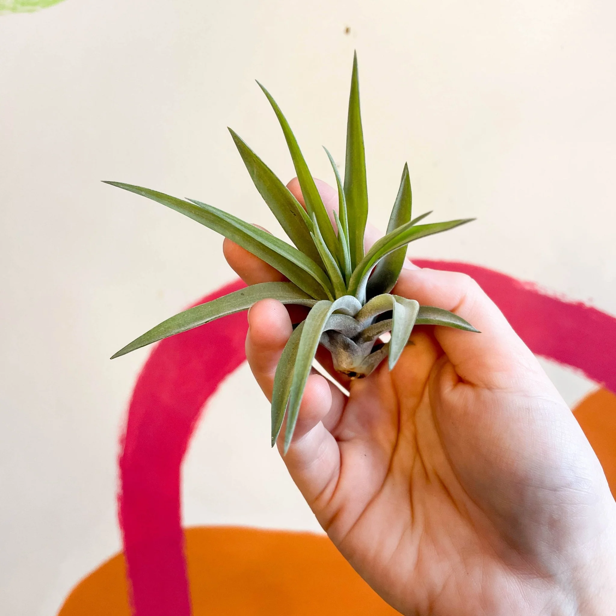 Tillandsia aeranthos - Air Plant - Image 4