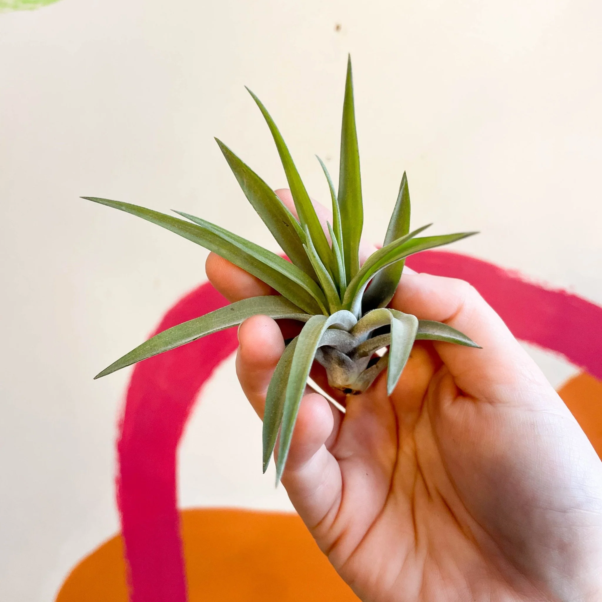 Tillandsia aeranthos - Air Plant - Image 5