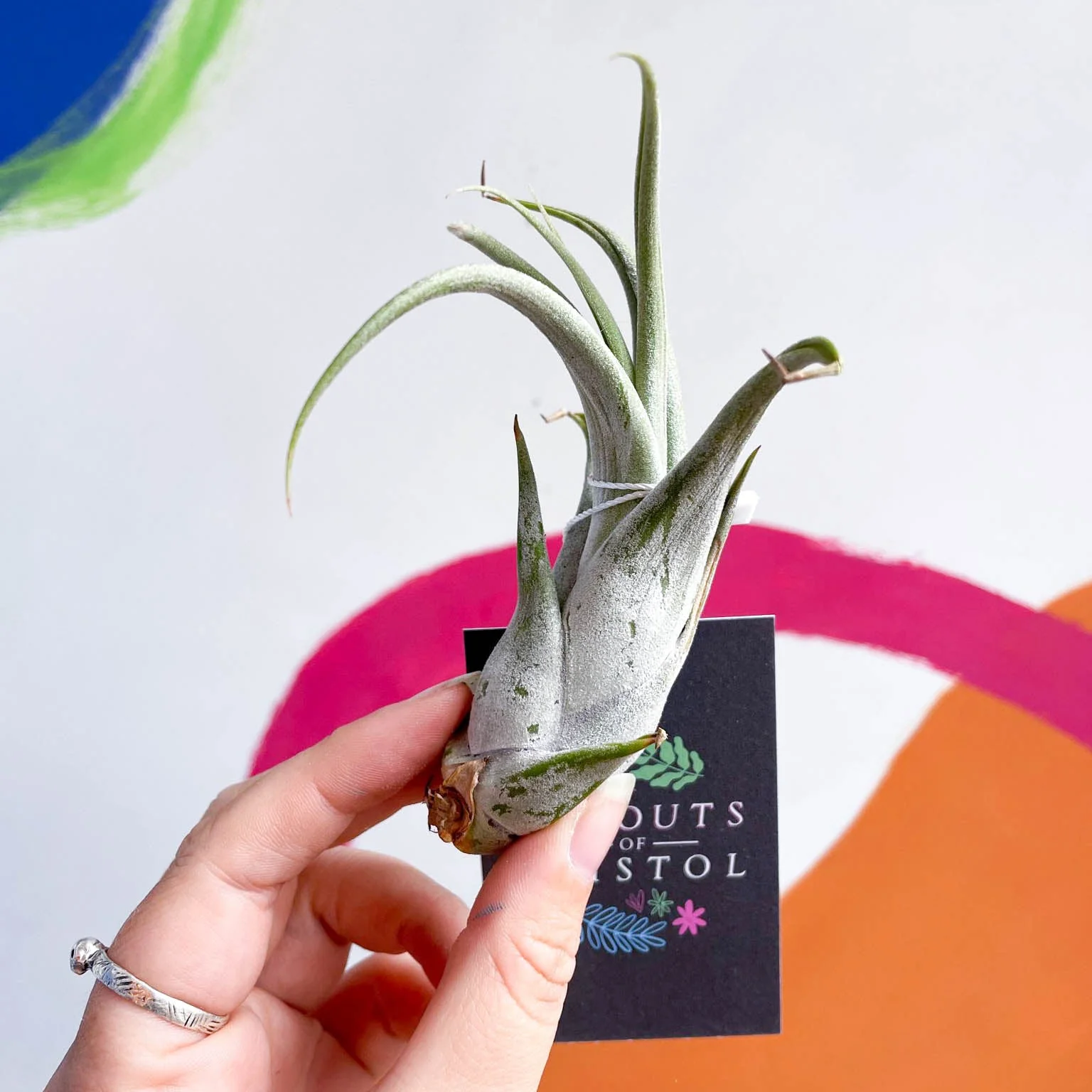 Tillandsia circinata - Air Plant