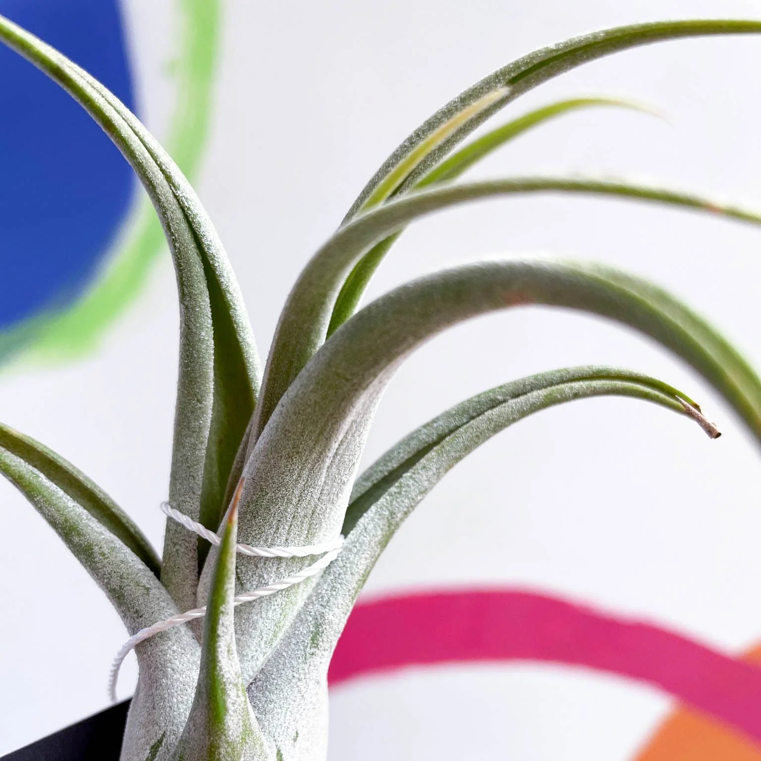 Tillandsia circinata - Air Plant - Image 2