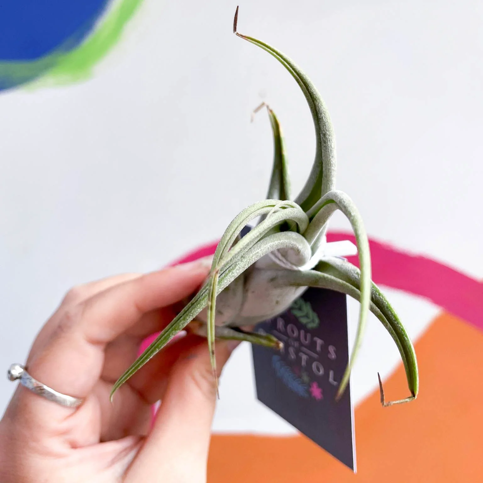 Tillandsia circinata - Air Plant - Image 3
