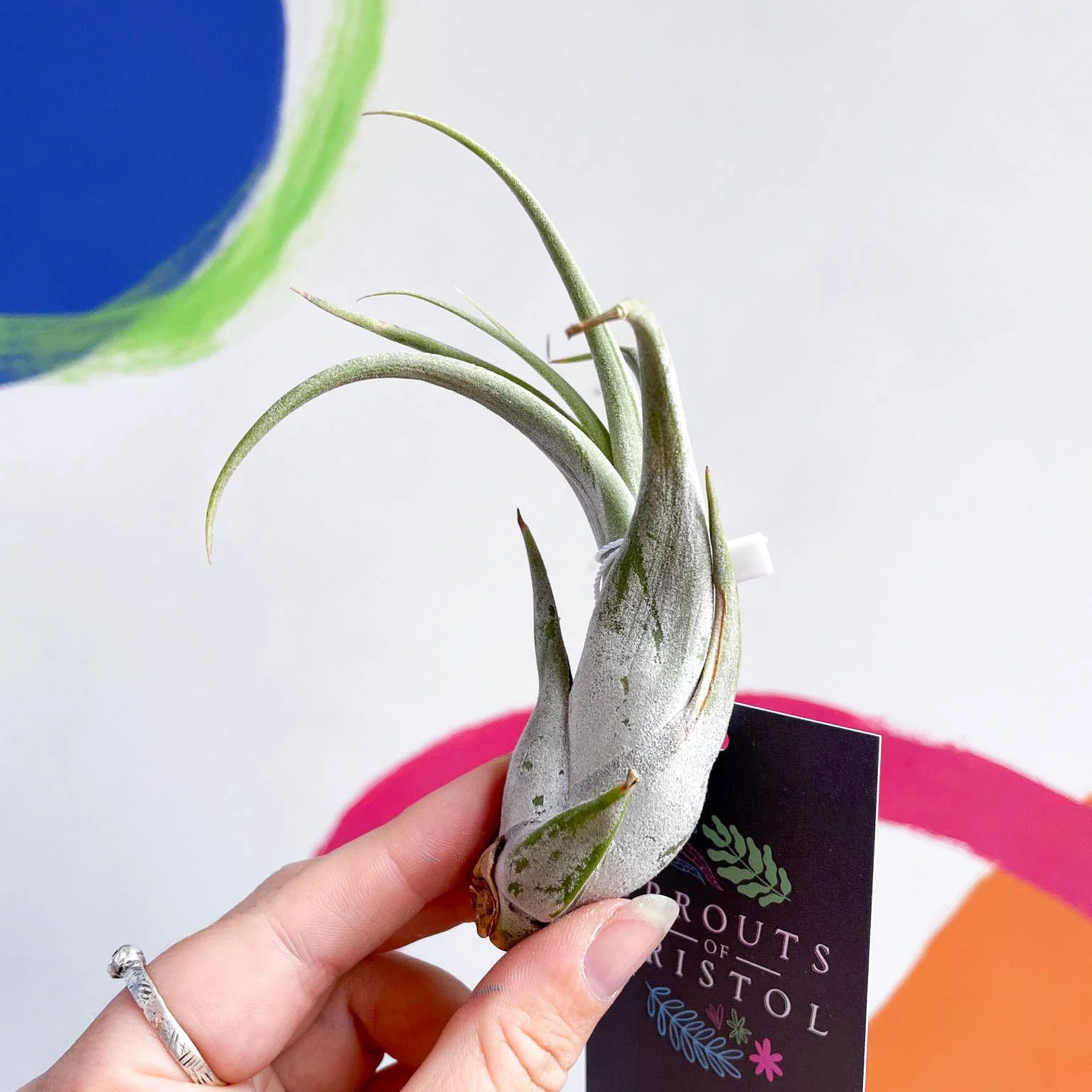 Tillandsia circinata - Air Plant - Image 4