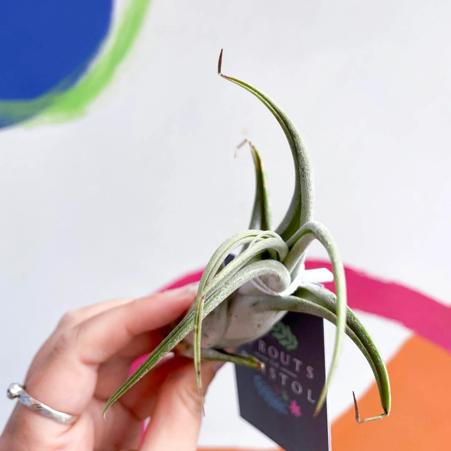 Tillandsia circinata - Air Plant - Image 5