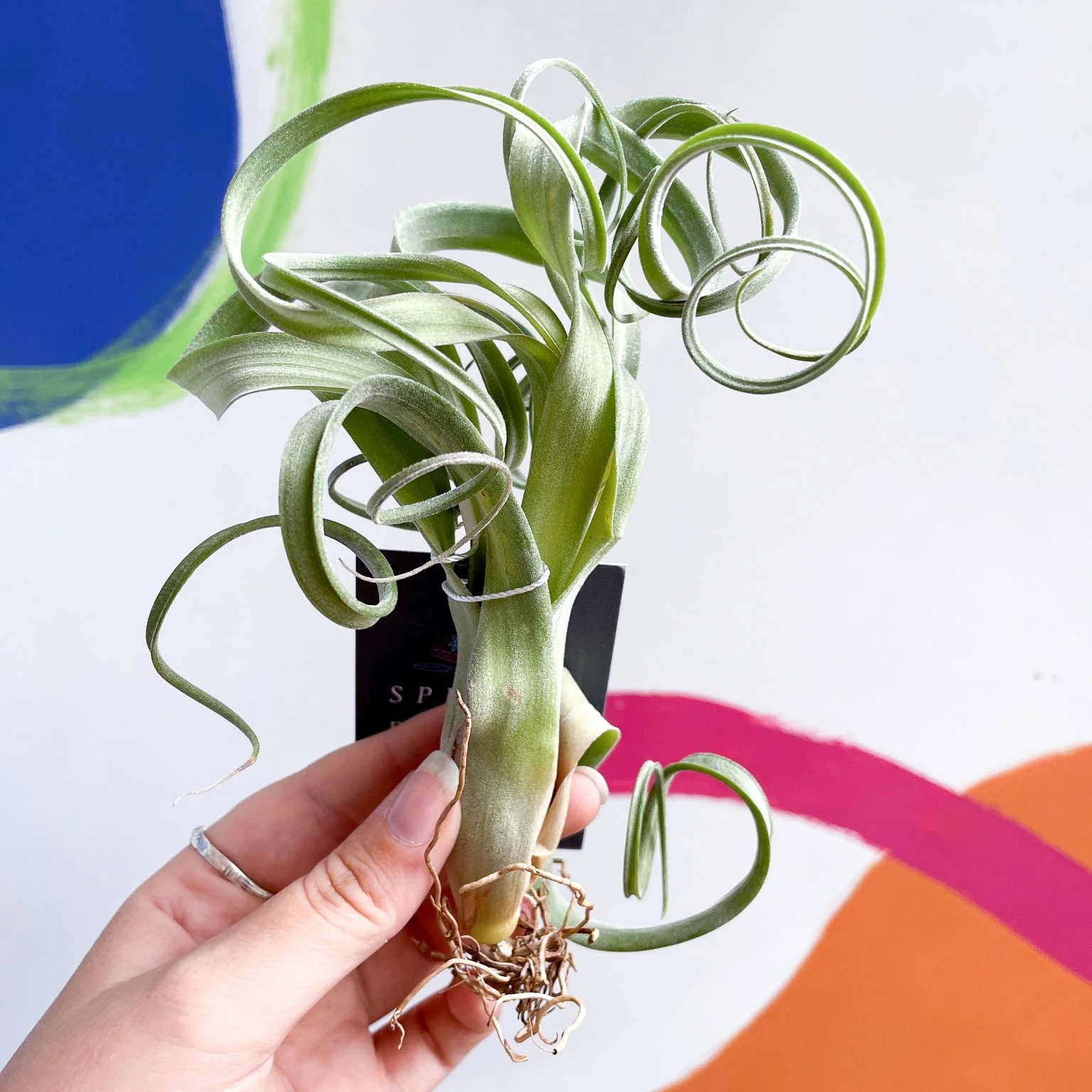 Tillandsia intermedia x streptophylla 'Curly Slim' - Air Plant