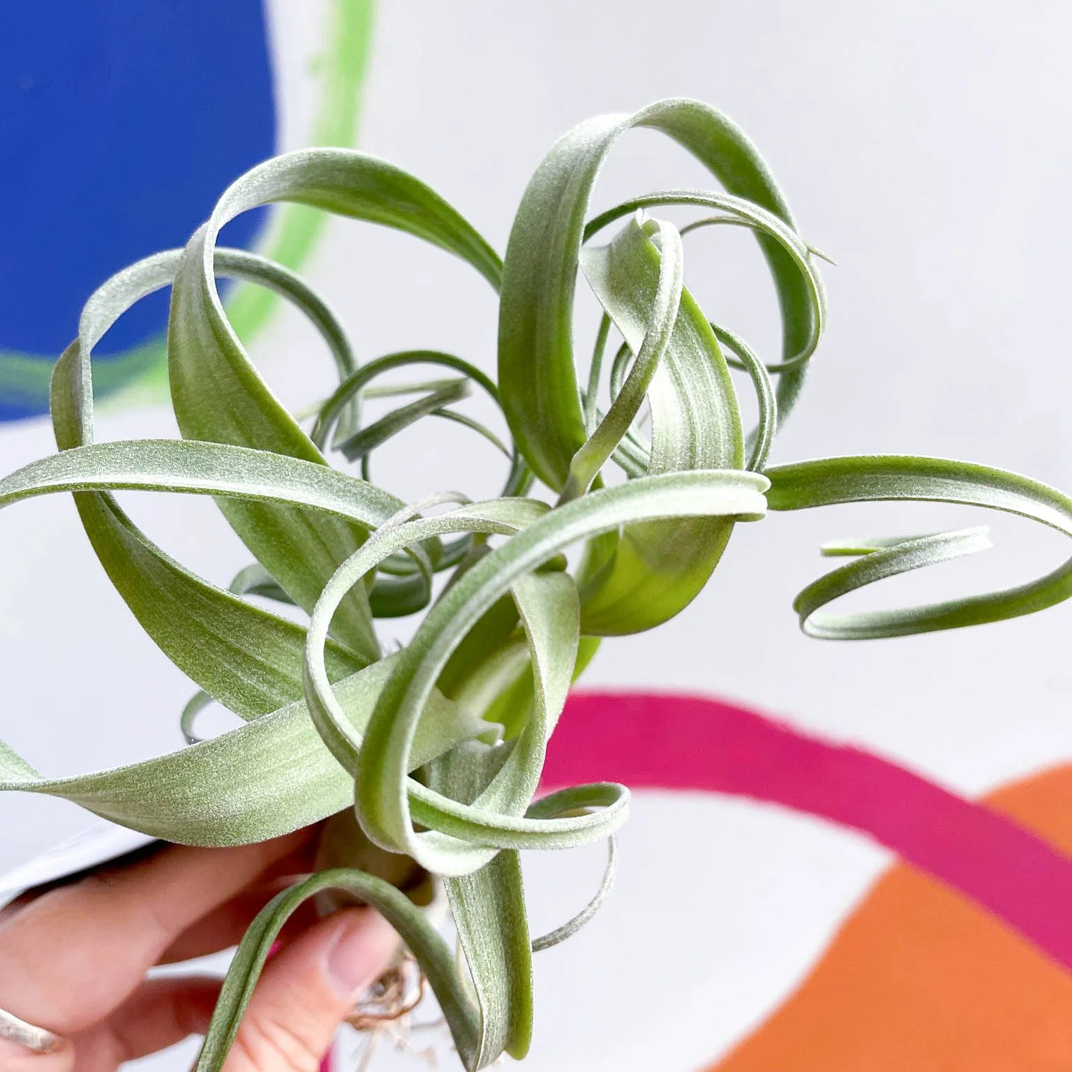 Tillandsia intermedia x streptophylla 'Curly Slim' - Air Plant - Image 2