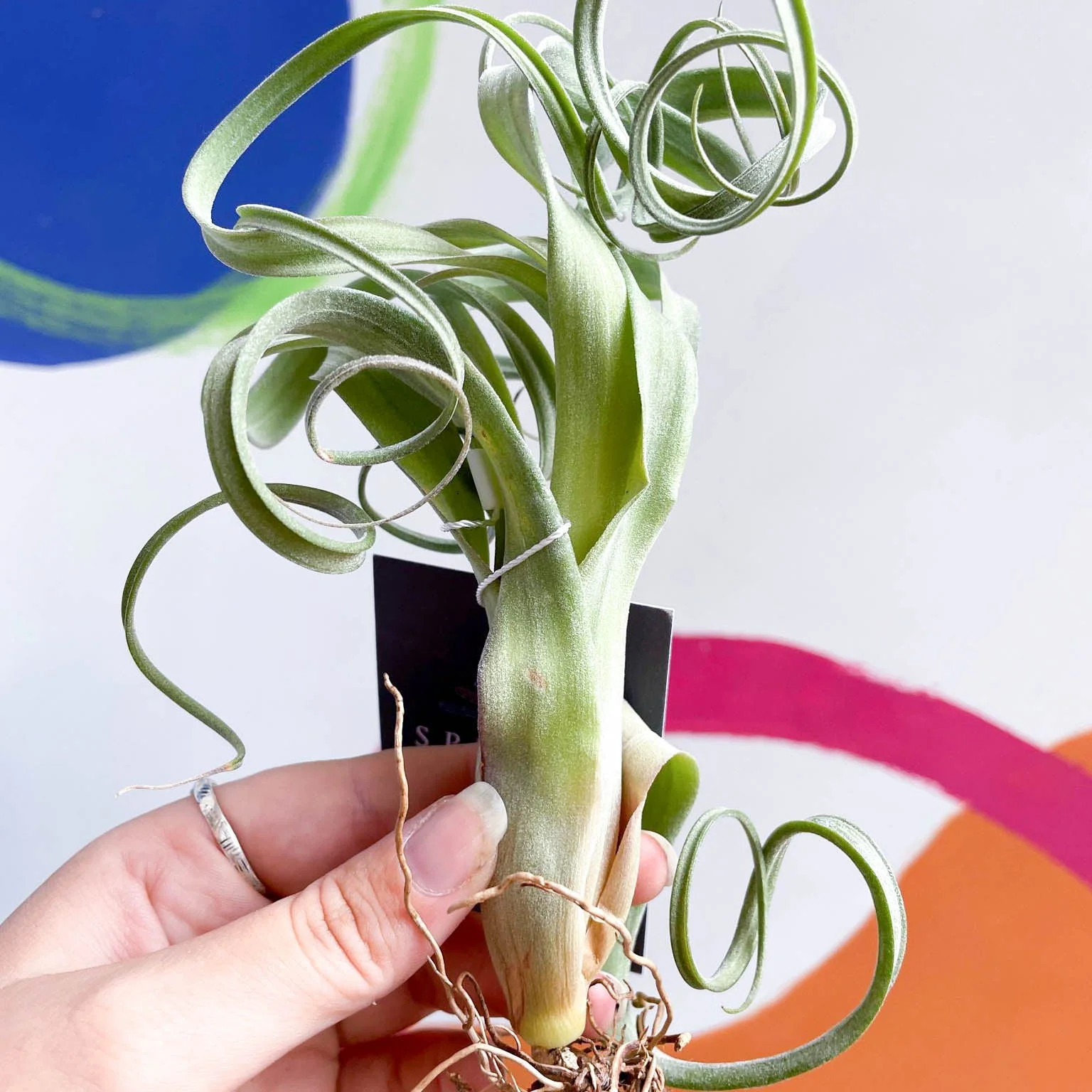 Tillandsia intermedia x streptophylla 'Curly Slim' - Air Plant - Image 3