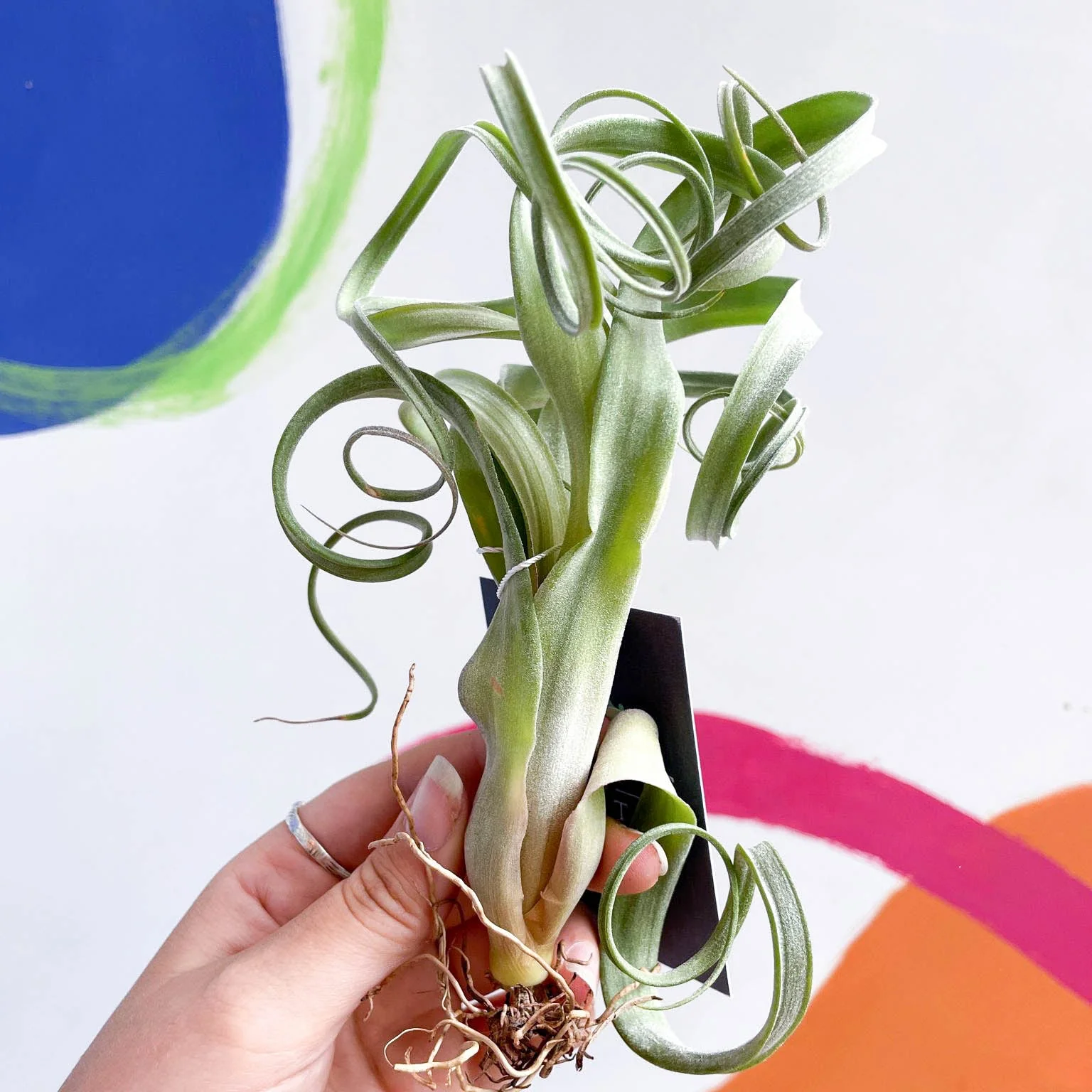 Tillandsia intermedia x streptophylla 'Curly Slim' - Air Plant - Image 4