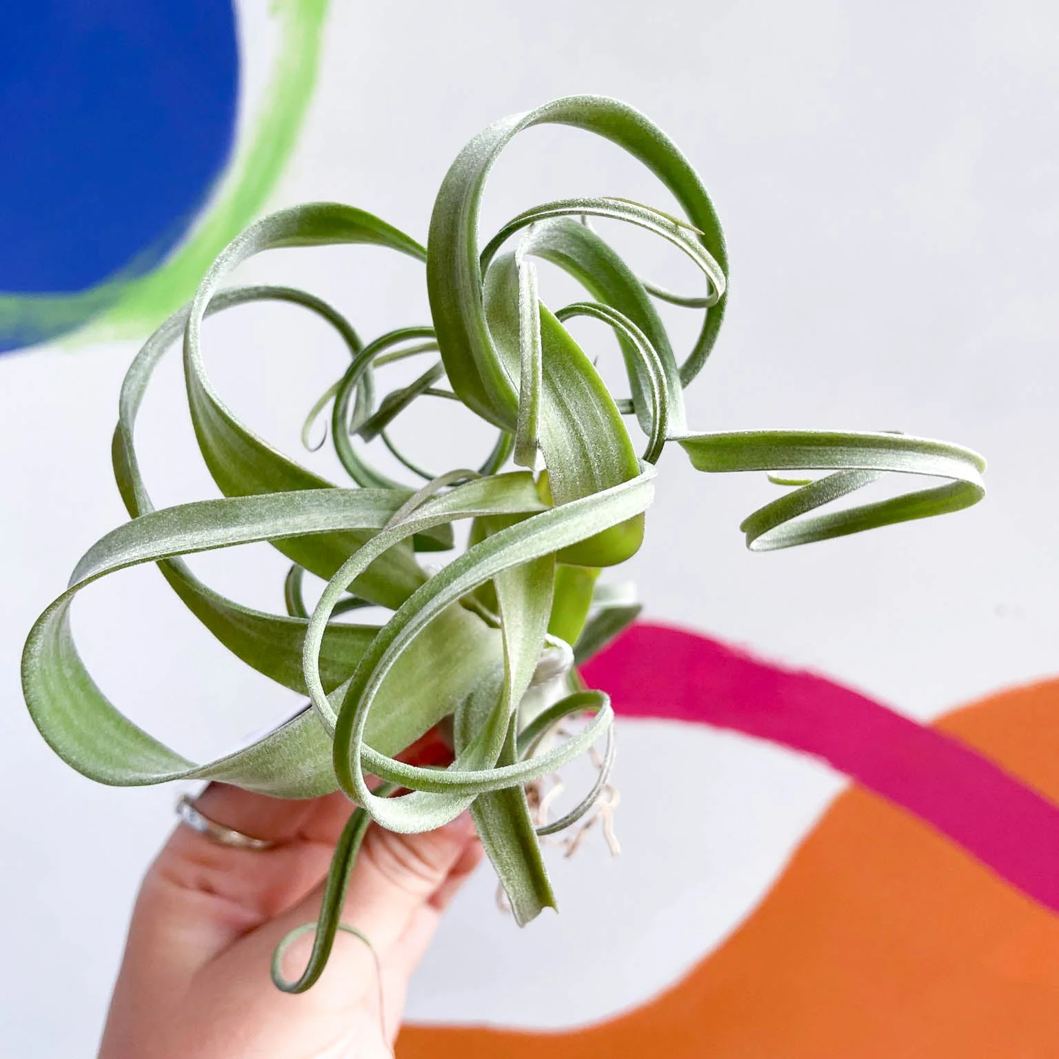 Tillandsia intermedia x streptophylla 'Curly Slim' - Air Plant - Image 5