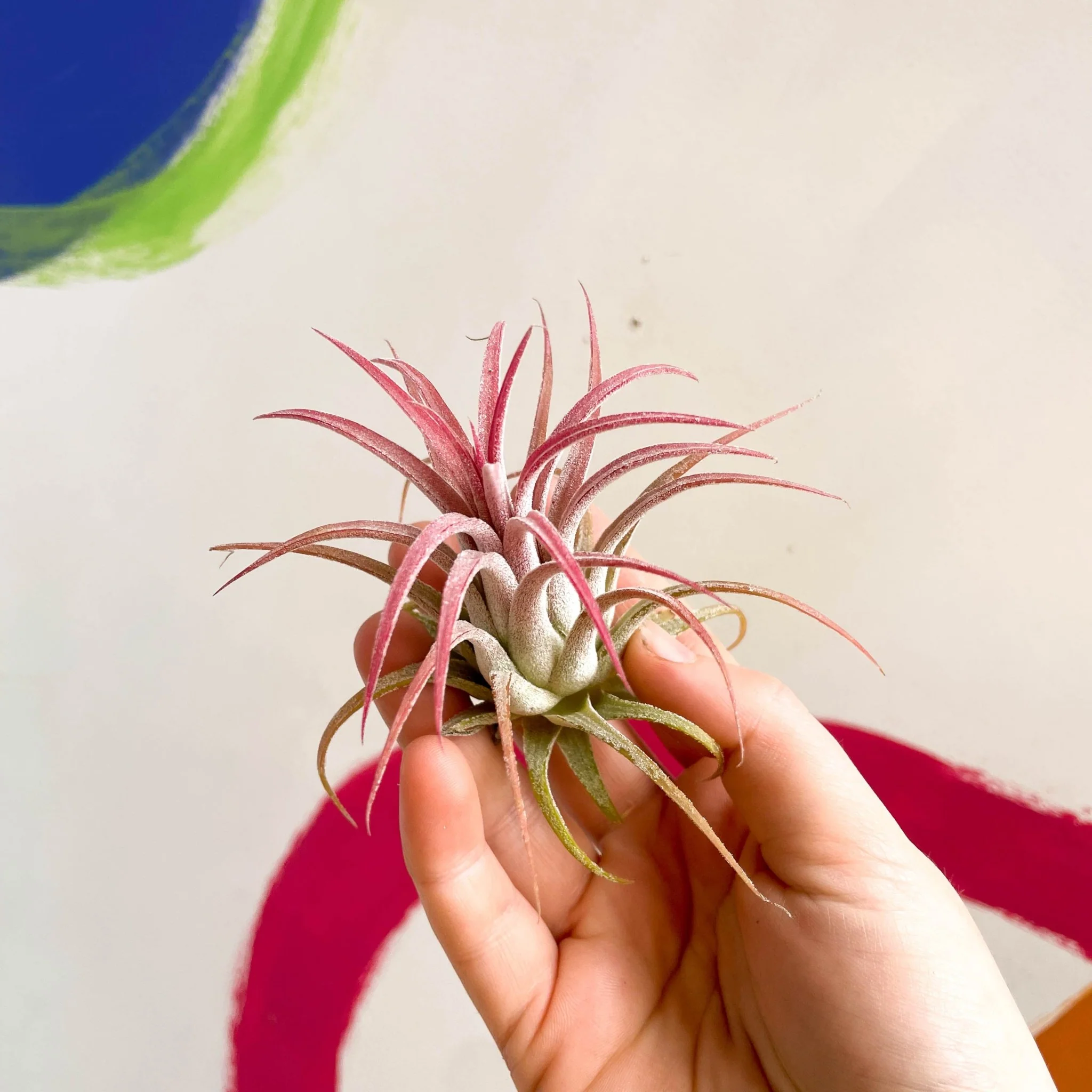Tillandsia ionantha 'Rubra' - Red Air Plant