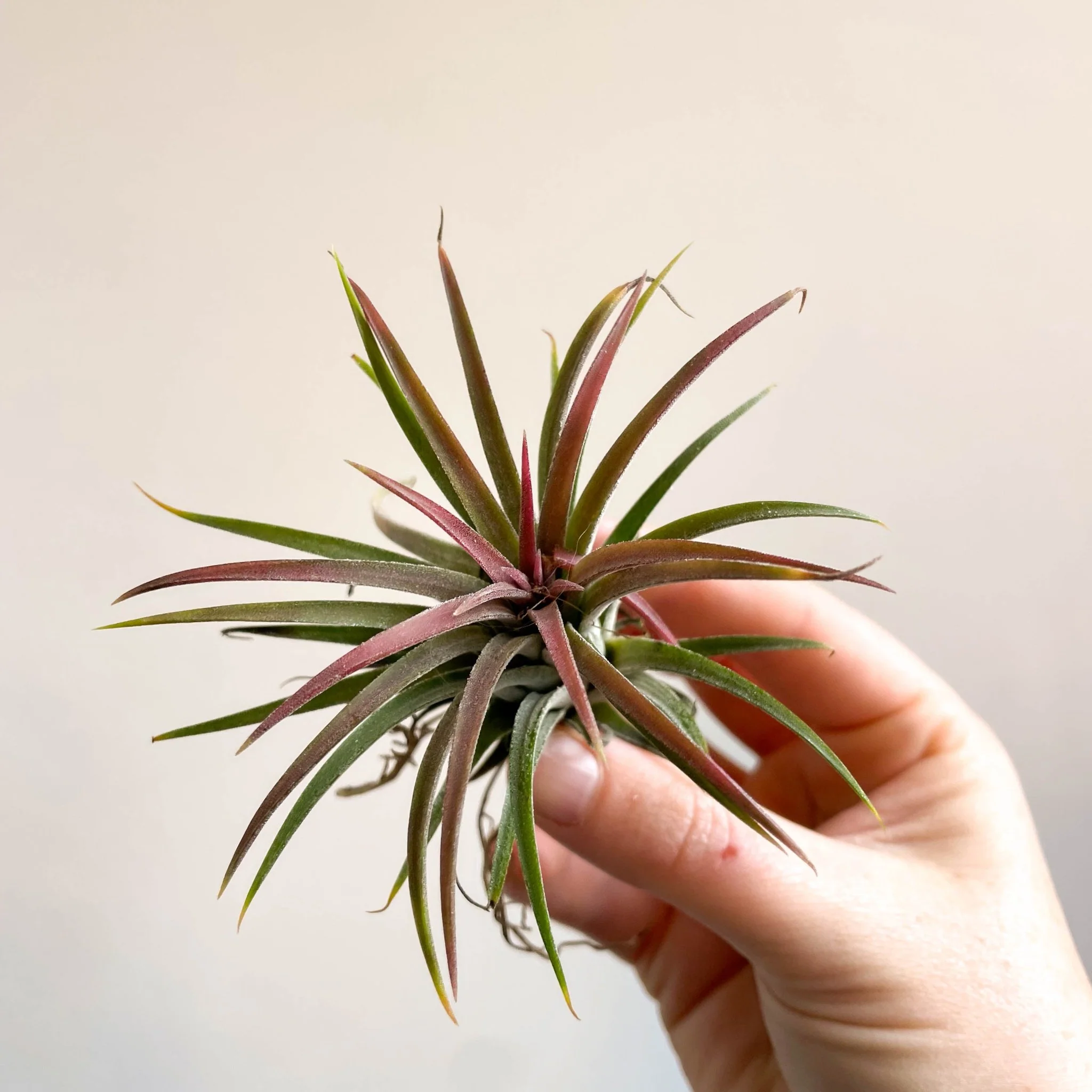 Tillandsia ionantha 'Rubra' - Red Air Plant - Image 10