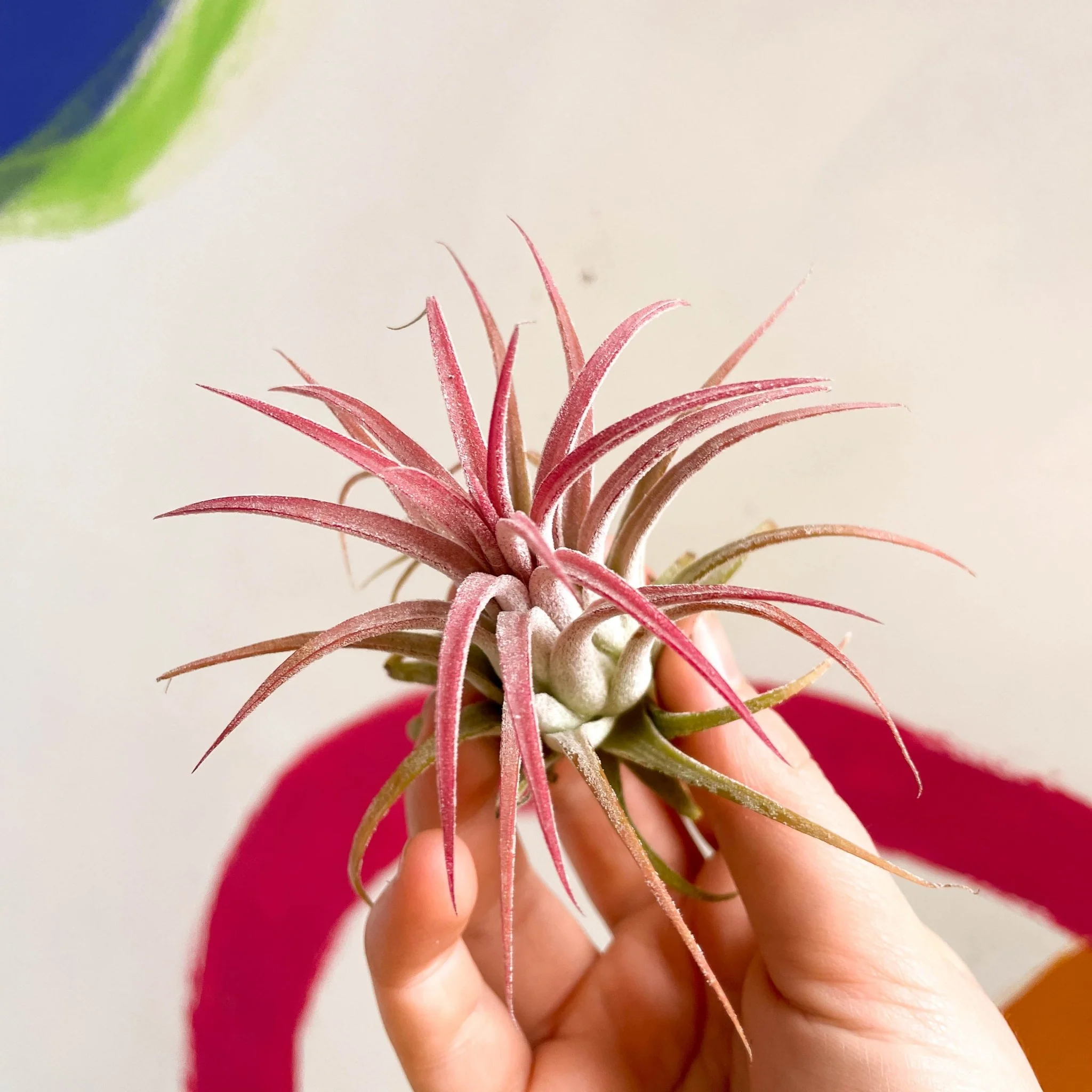 Tillandsia ionantha 'Rubra' - Red Air Plant - Image 2