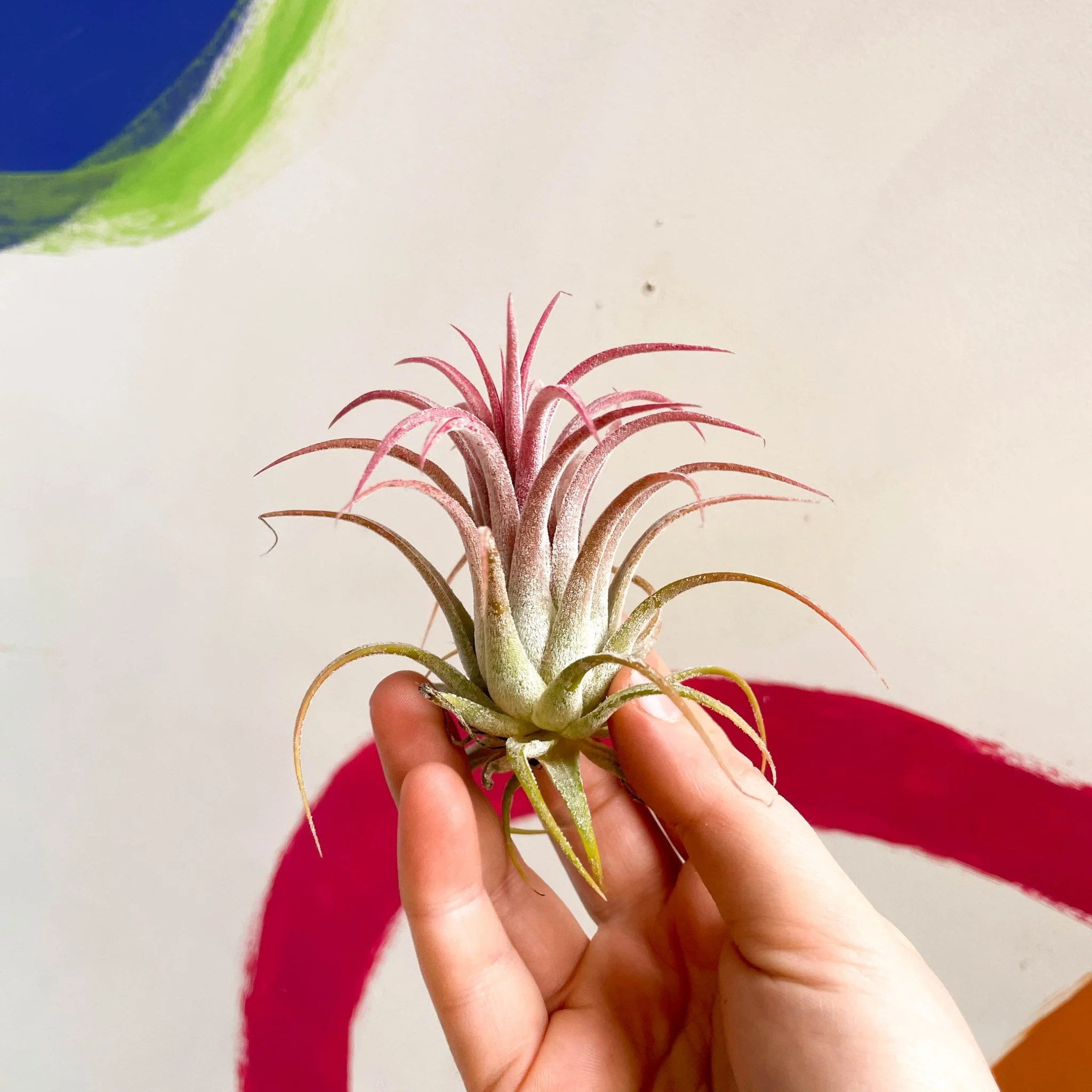 Tillandsia ionantha 'Rubra' - Red Air Plant - Image 3