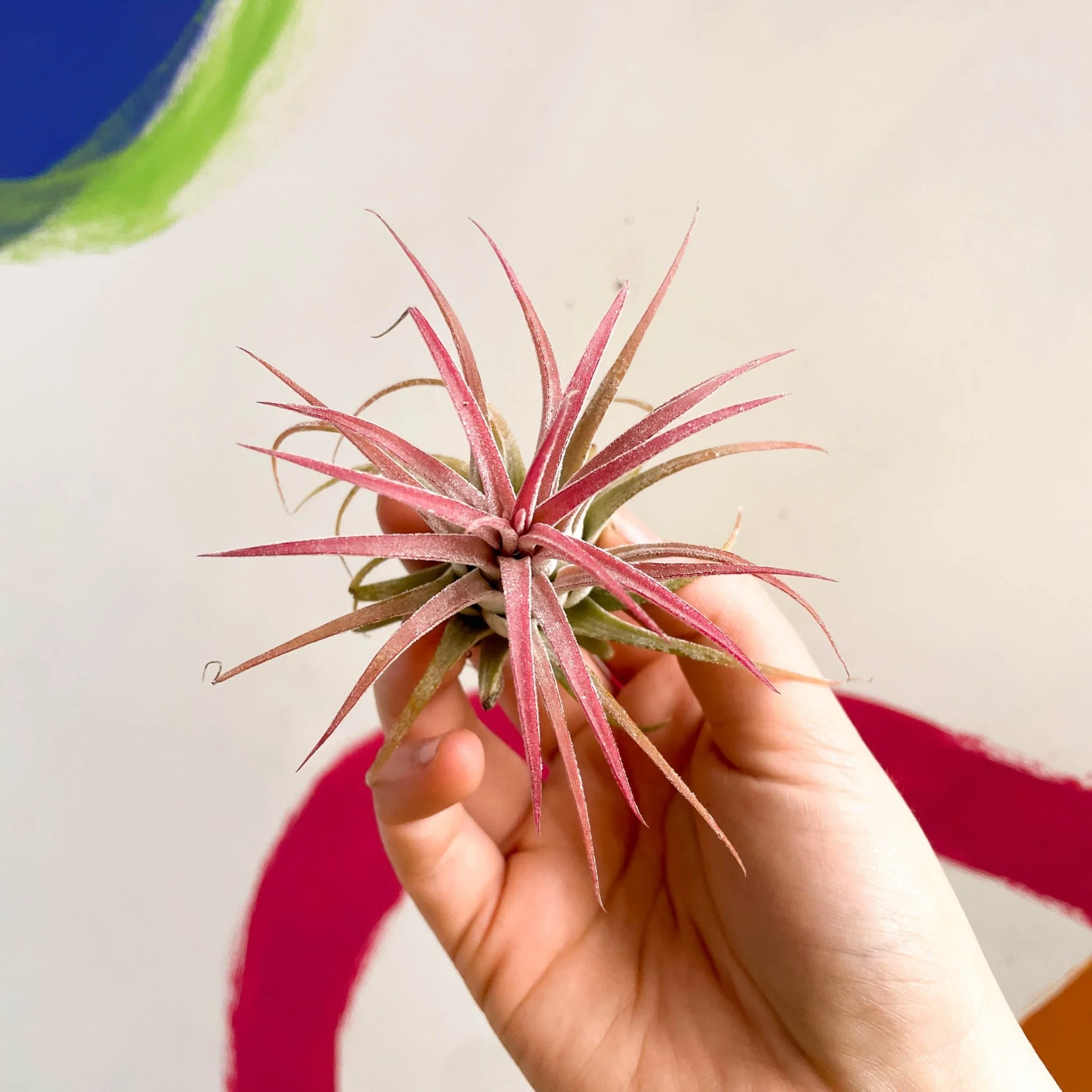 Tillandsia ionantha 'Rubra' - Red Air Plant - Image 4