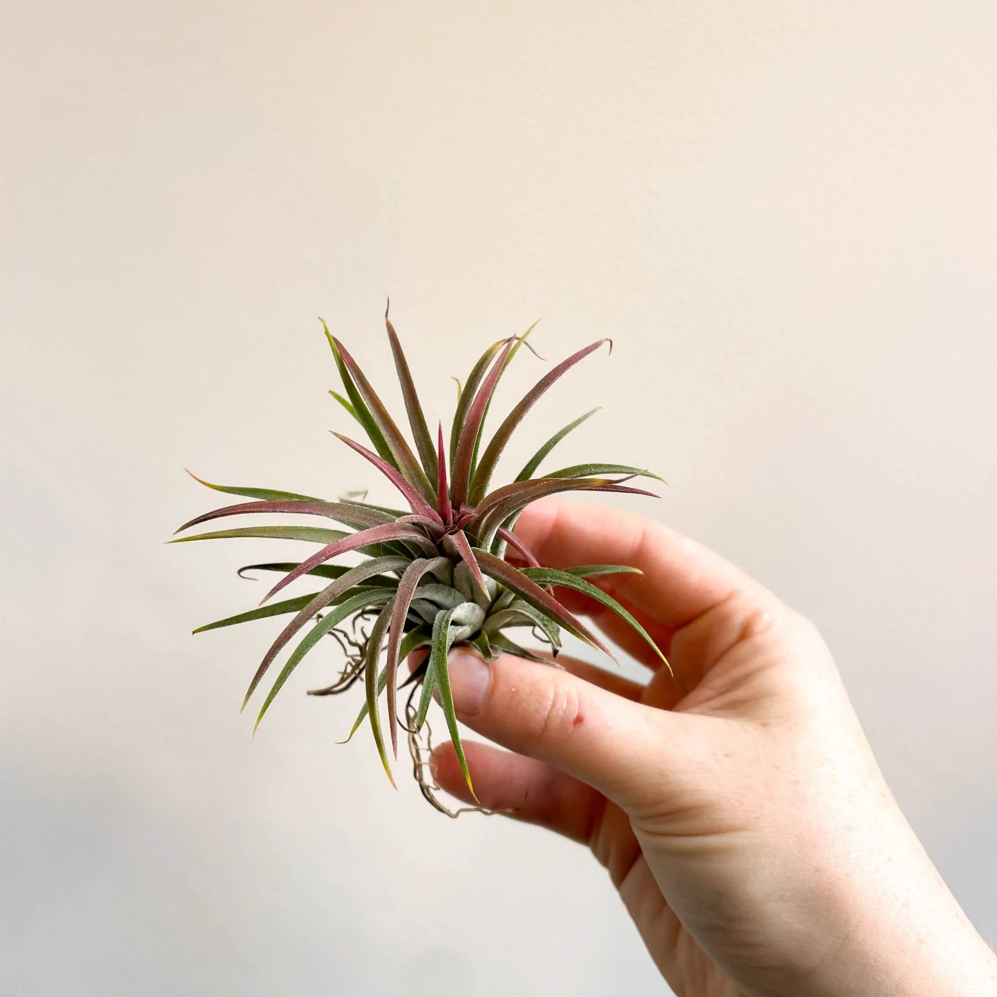 Tillandsia ionantha 'Rubra' - Red Air Plant - Image 5