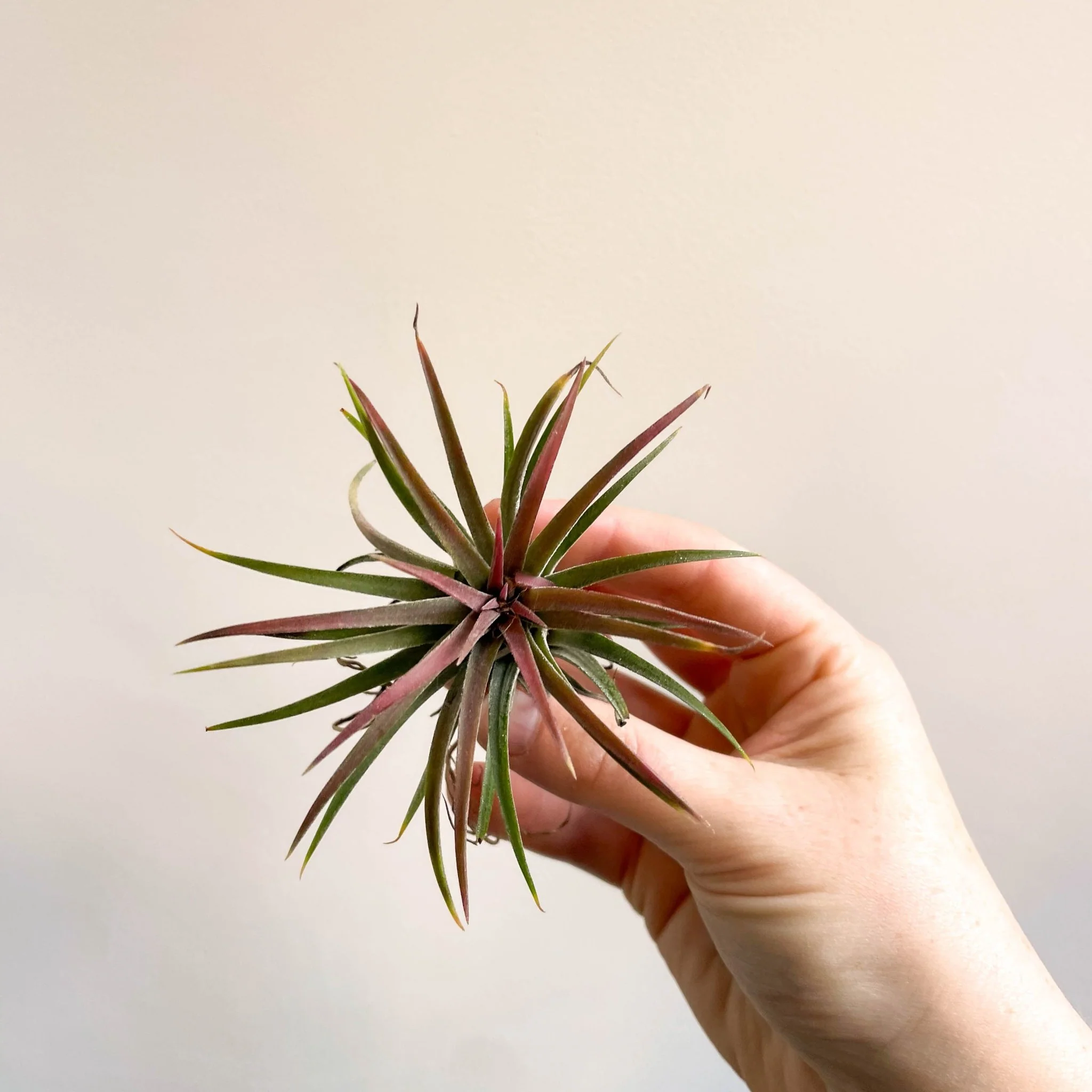 Tillandsia ionantha 'Rubra' - Red Air Plant - Image 6
