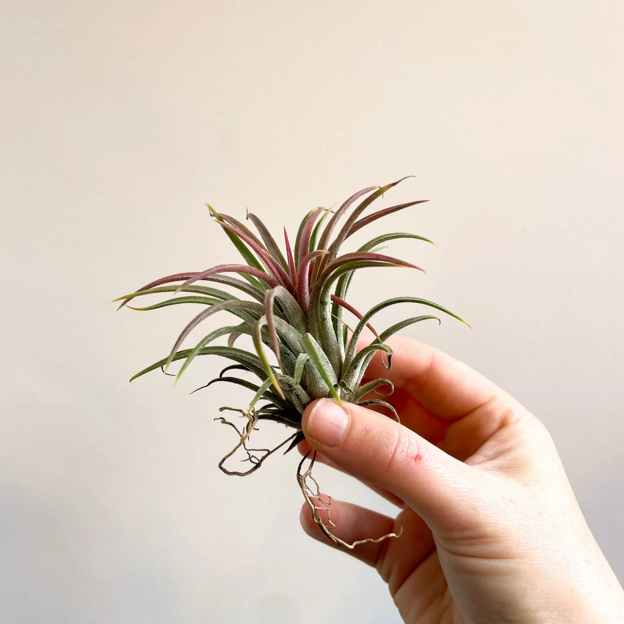 Tillandsia ionantha 'Rubra' - Red Air Plant - Image 7