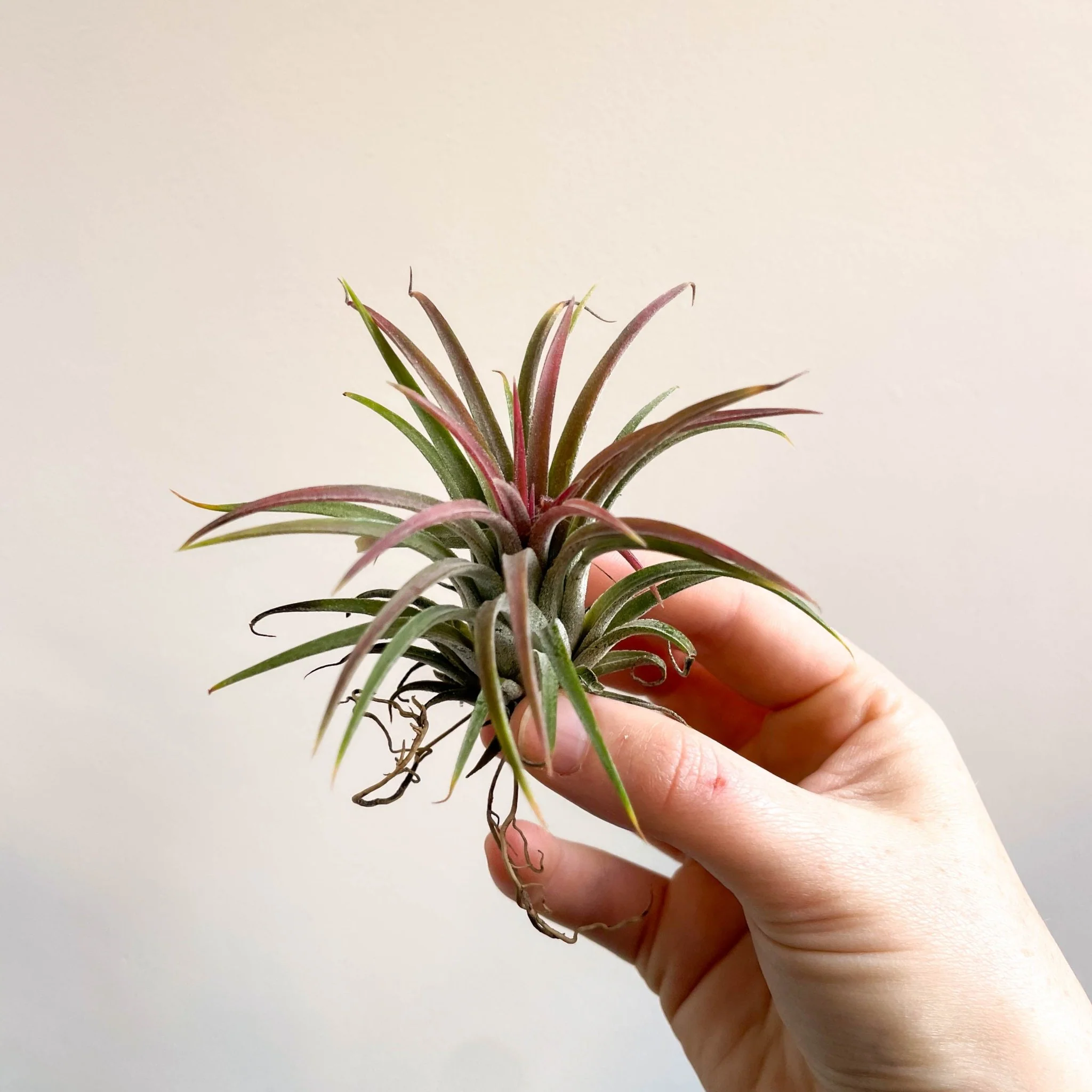 Tillandsia ionantha 'Rubra' - Red Air Plant - Image 8