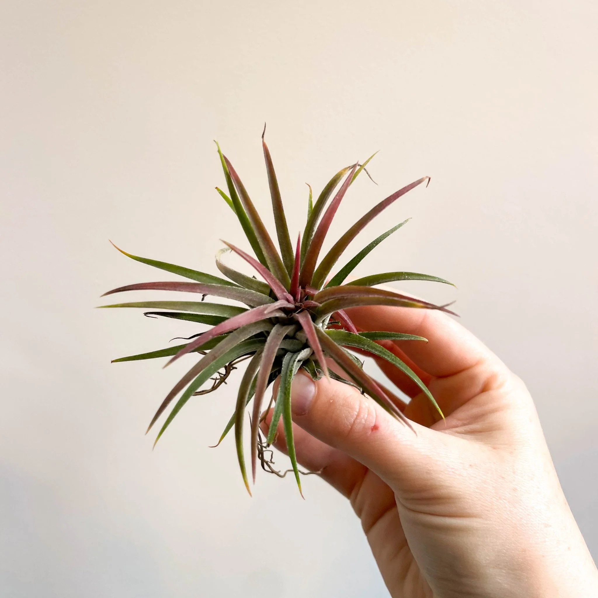 Tillandsia ionantha 'Rubra' - Red Air Plant - Image 9