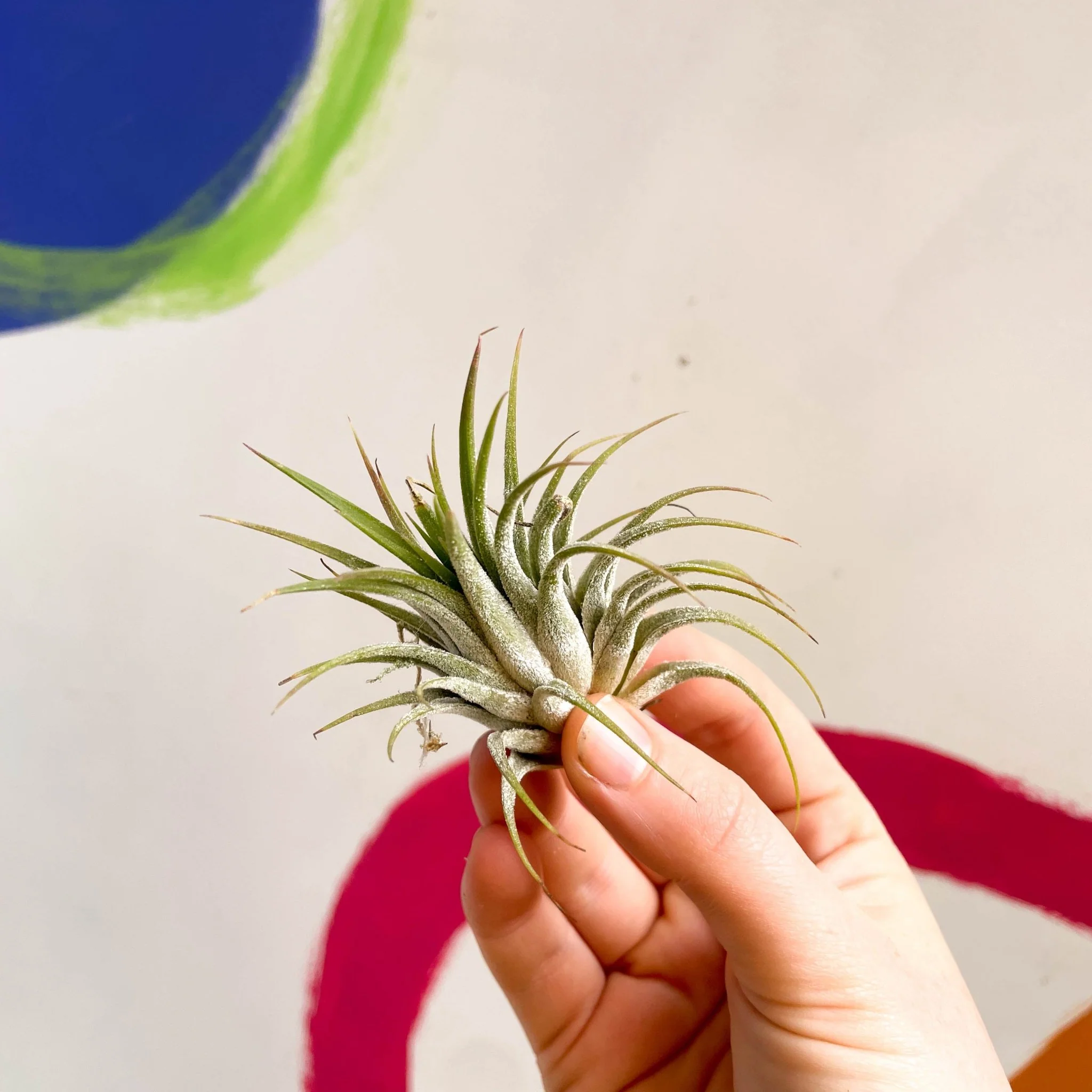 Tillandsia ionantha green - Air Plant