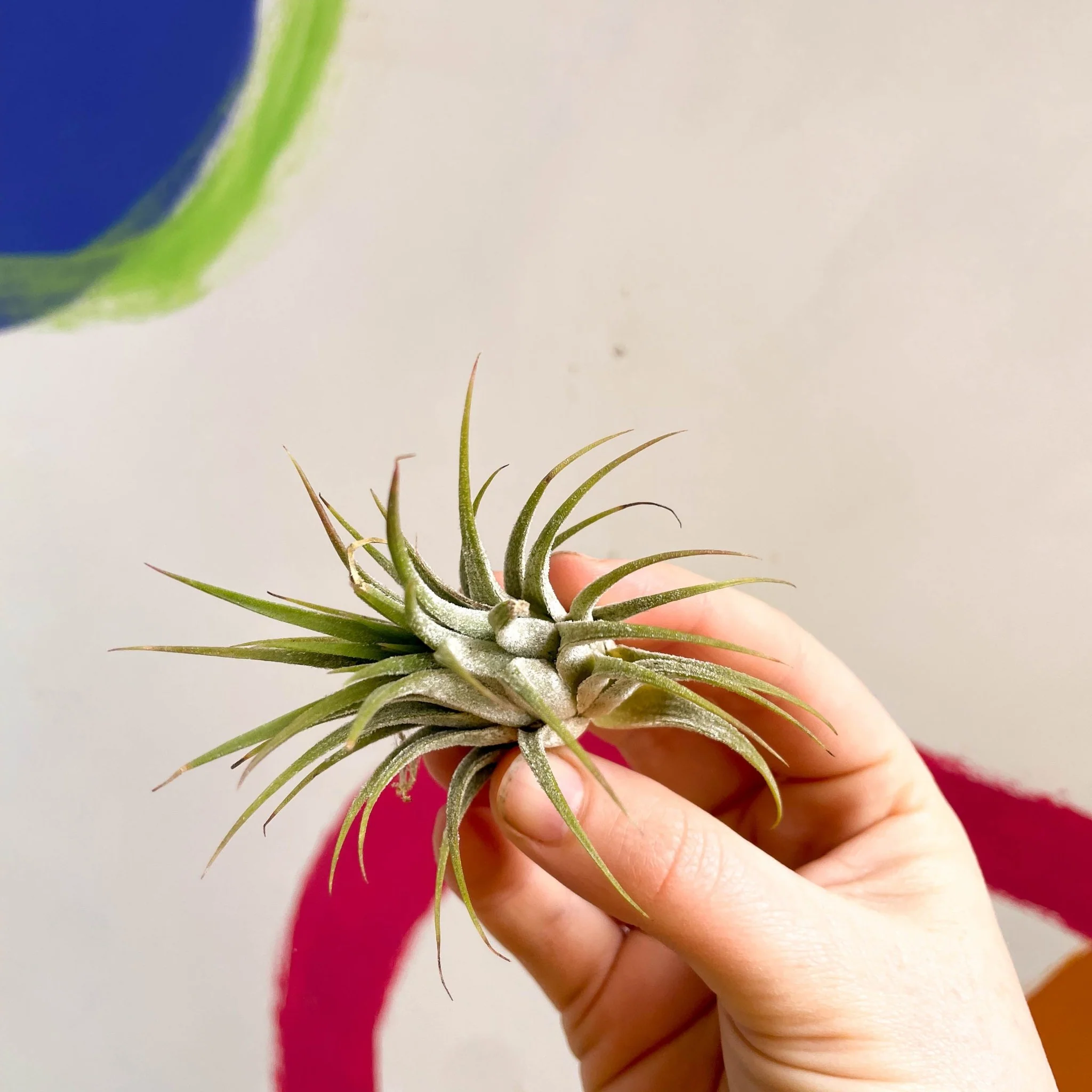 Tillandsia ionantha green - Air Plant - Image 2