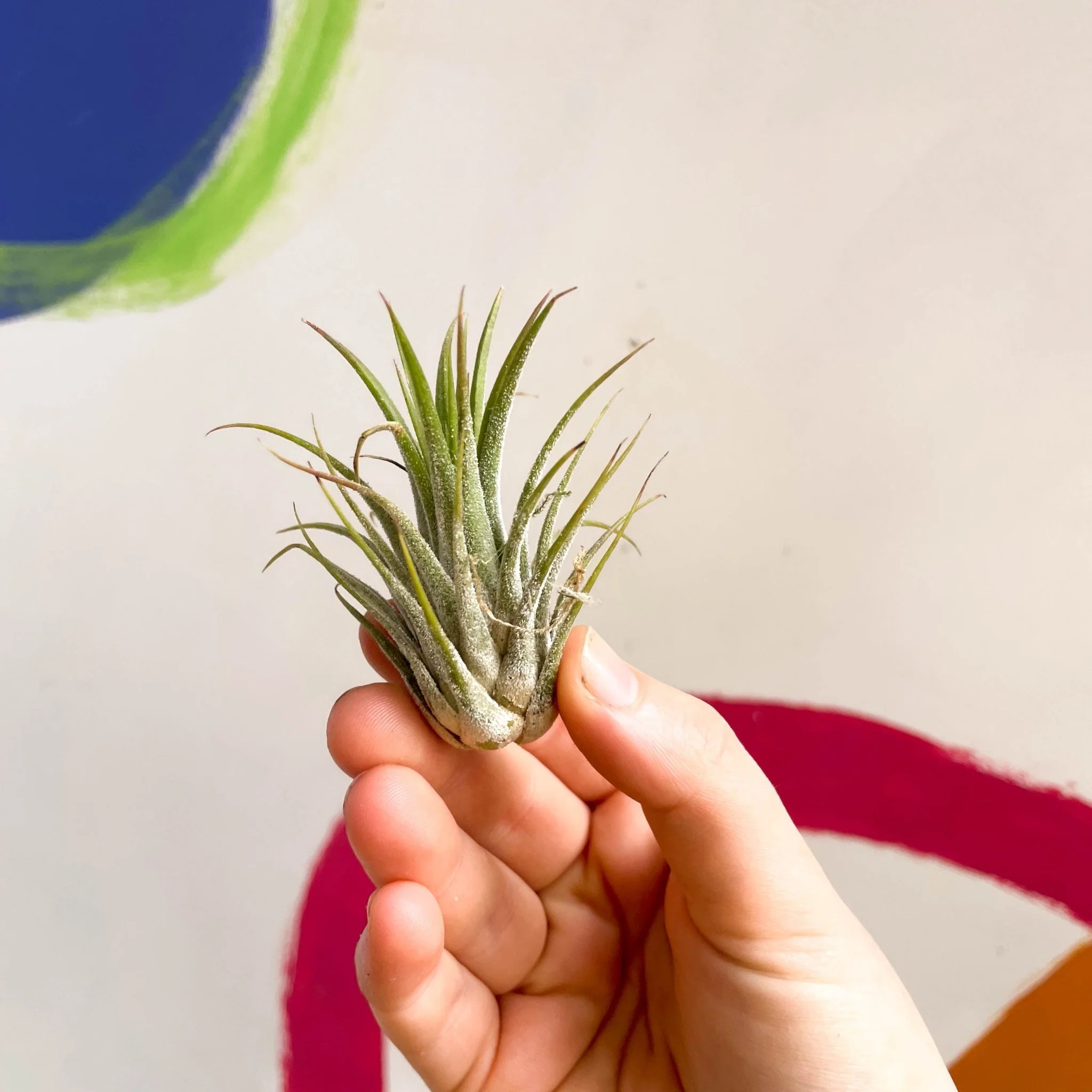 Tillandsia ionantha green - Air Plant - Image 3