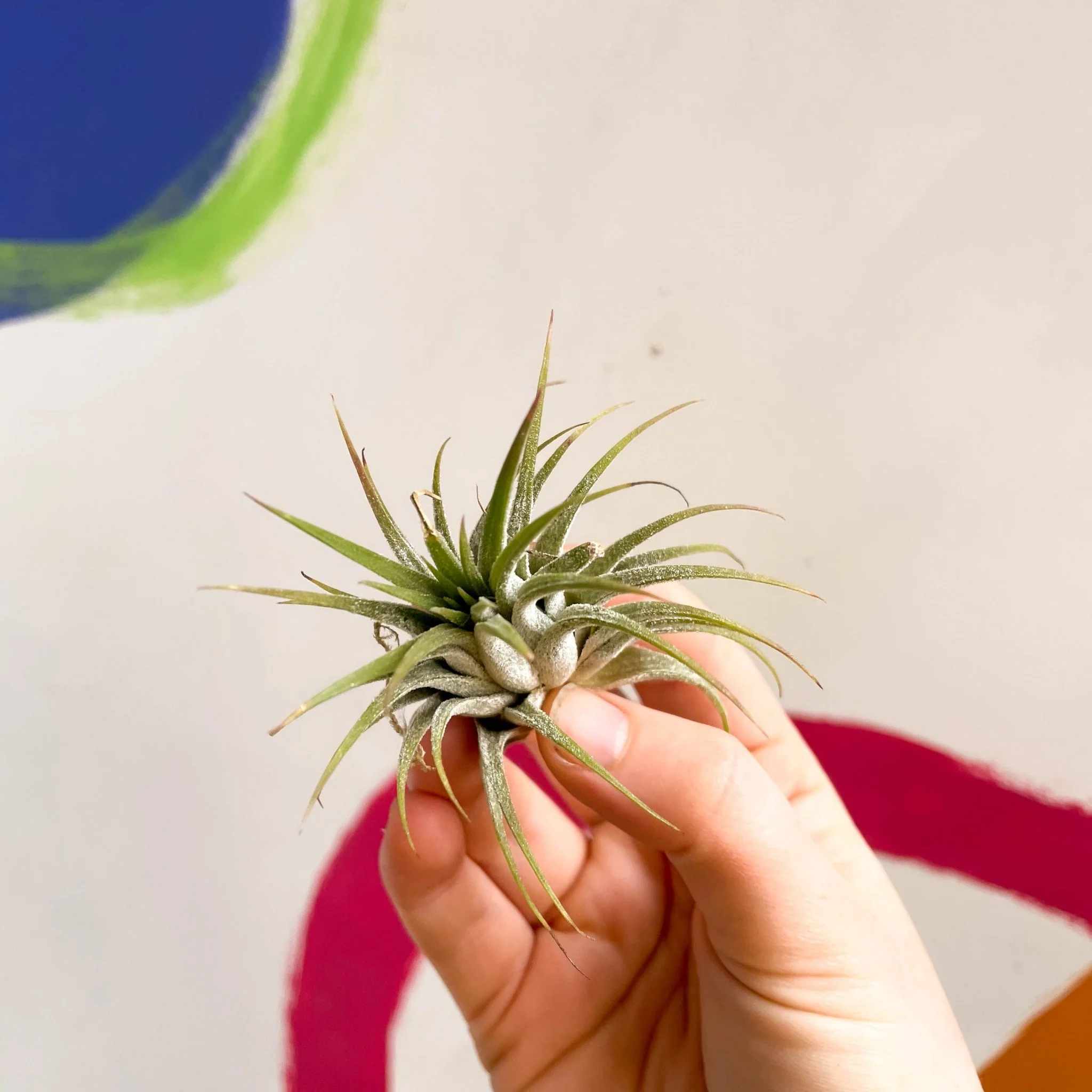 Tillandsia ionantha green - Air Plant - Image 4