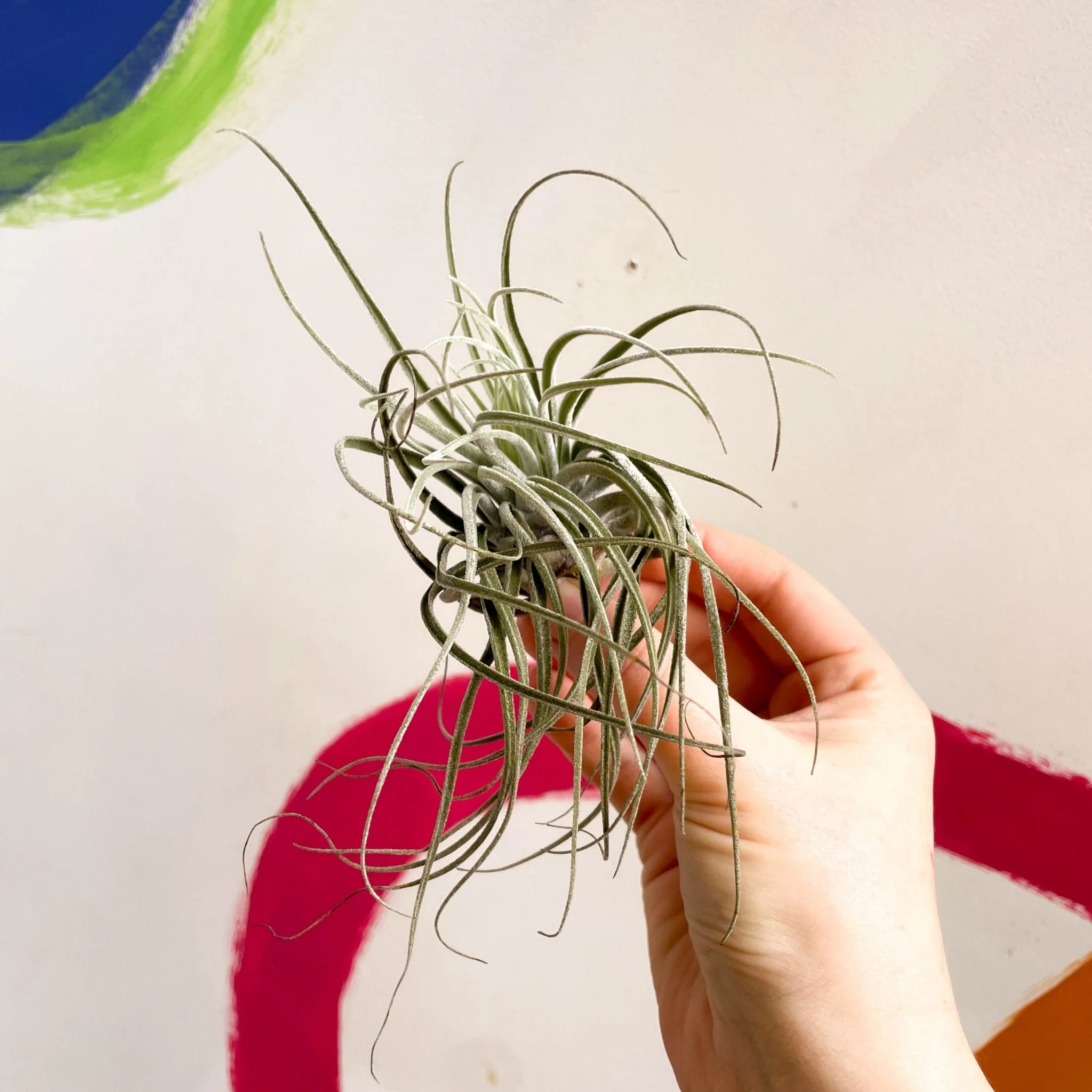 Tillandsia ionantha green - Air Plant - Image 5